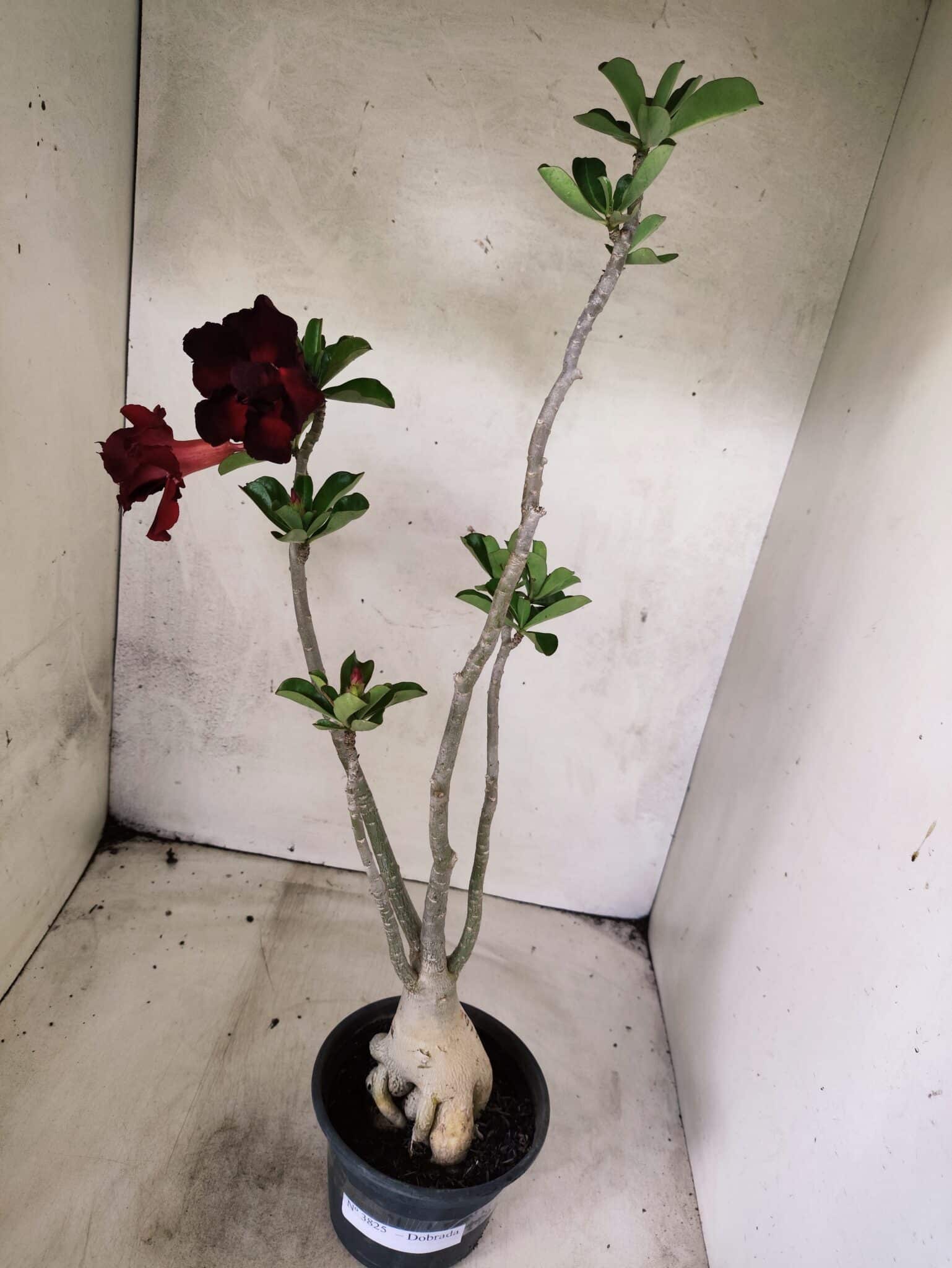 Planta Dobrada 3825 – 35cm – 03 anos - foto 7