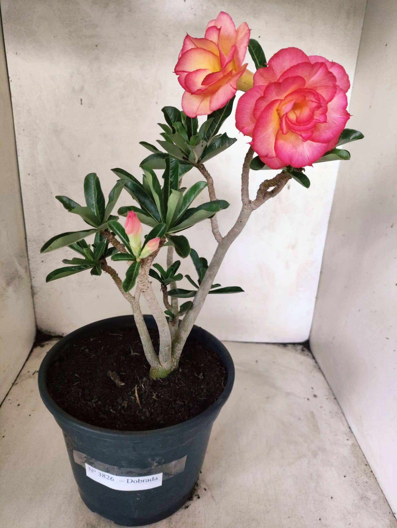 Planta Dobrada 3826 – 40cm – 03 anos - foto 2