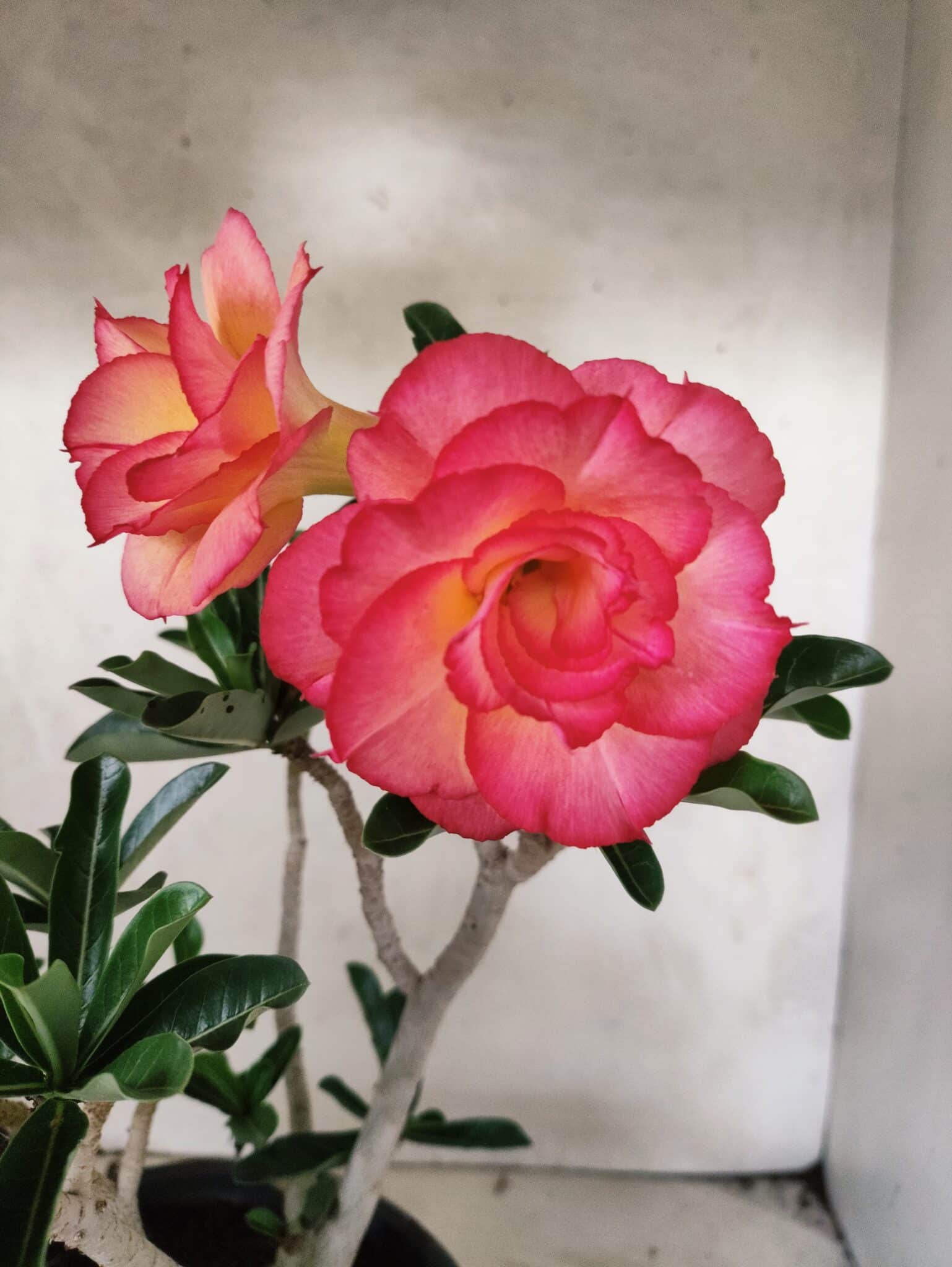 Planta Dobrada 3826 – 40cm – 03 anos - foto 4