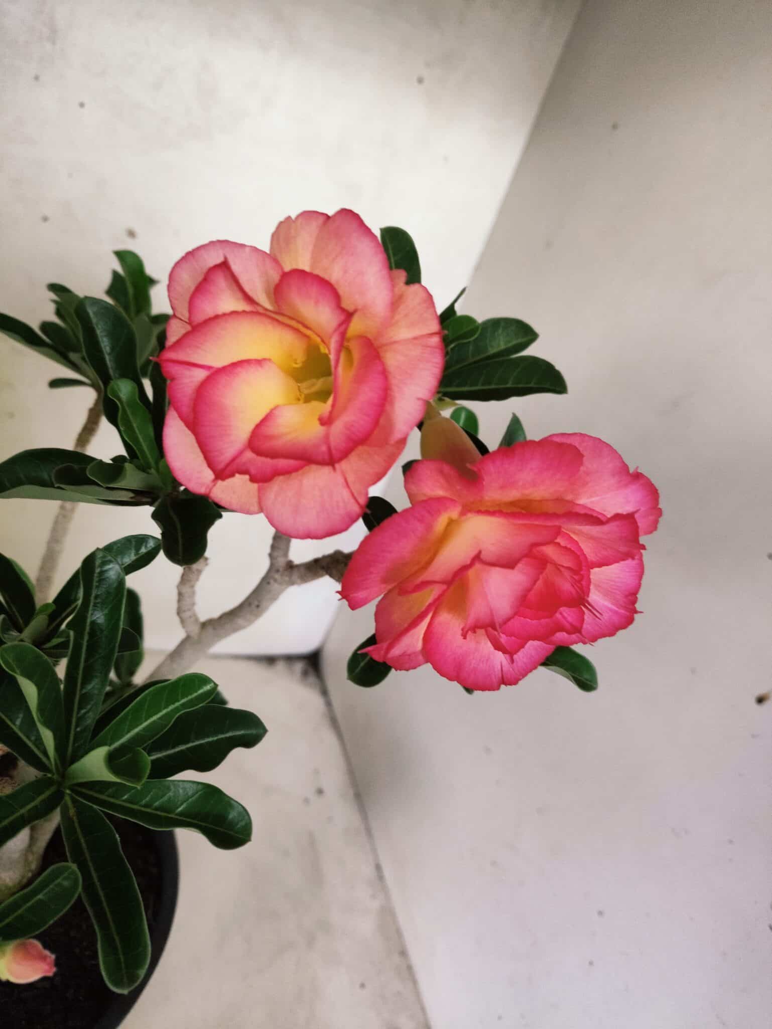 Planta Dobrada 3826 – 40cm – 03 anos - foto 3