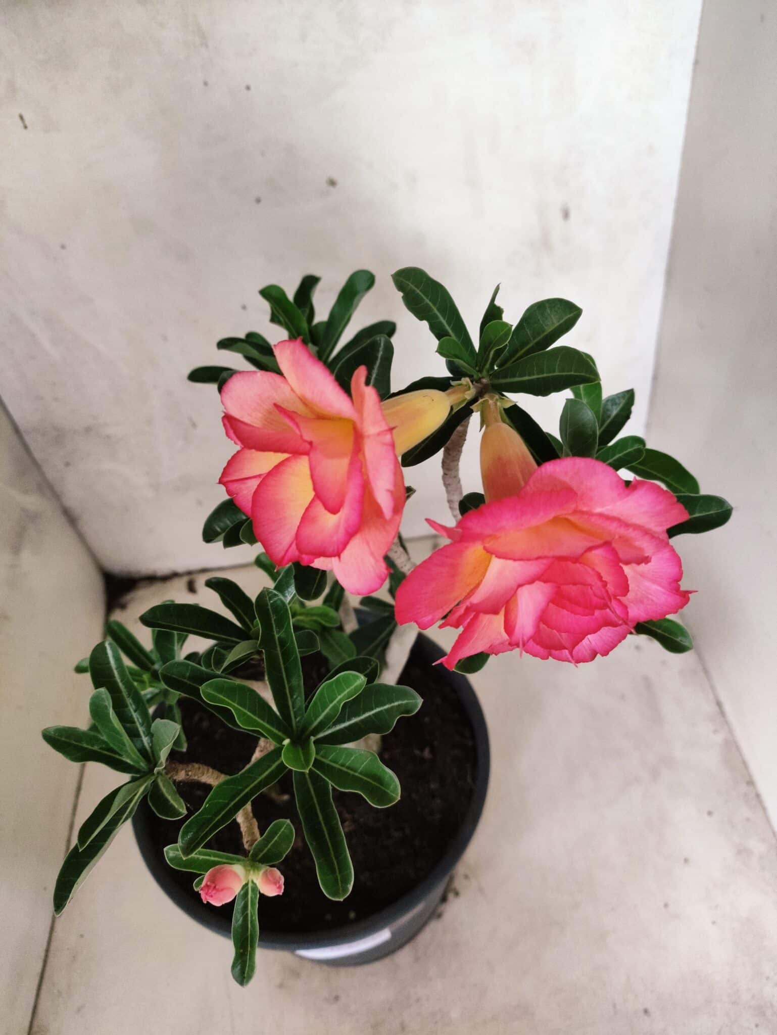 Planta Dobrada 3826 – 40cm – 03 anos - foto 5