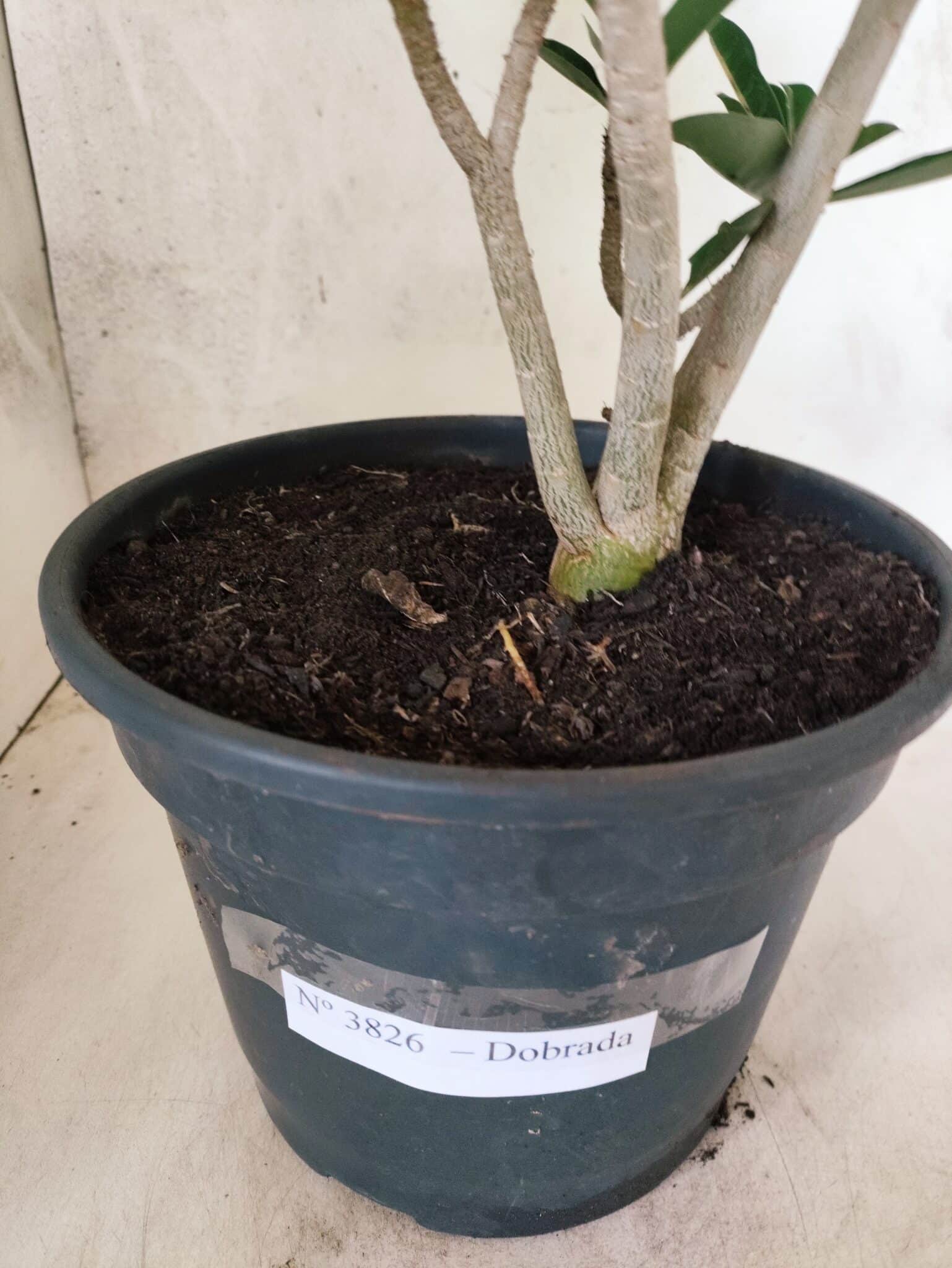 Planta Dobrada 3826 – 40cm – 03 anos - foto 8