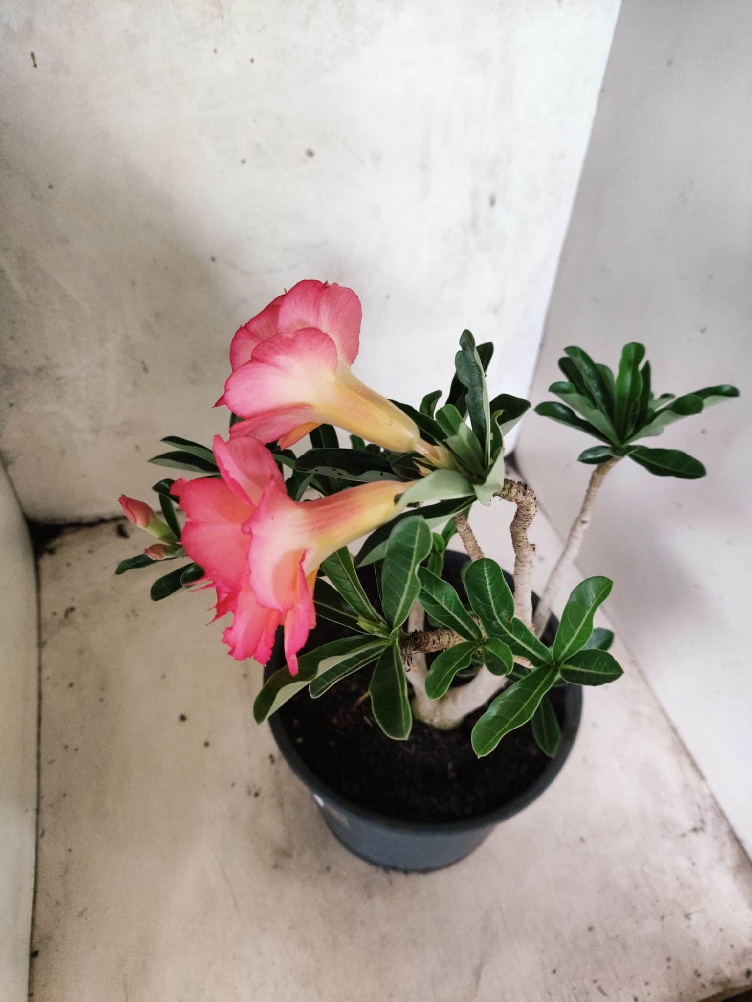 Planta Dobrada 3826 – 40cm – 03 anos - foto 6