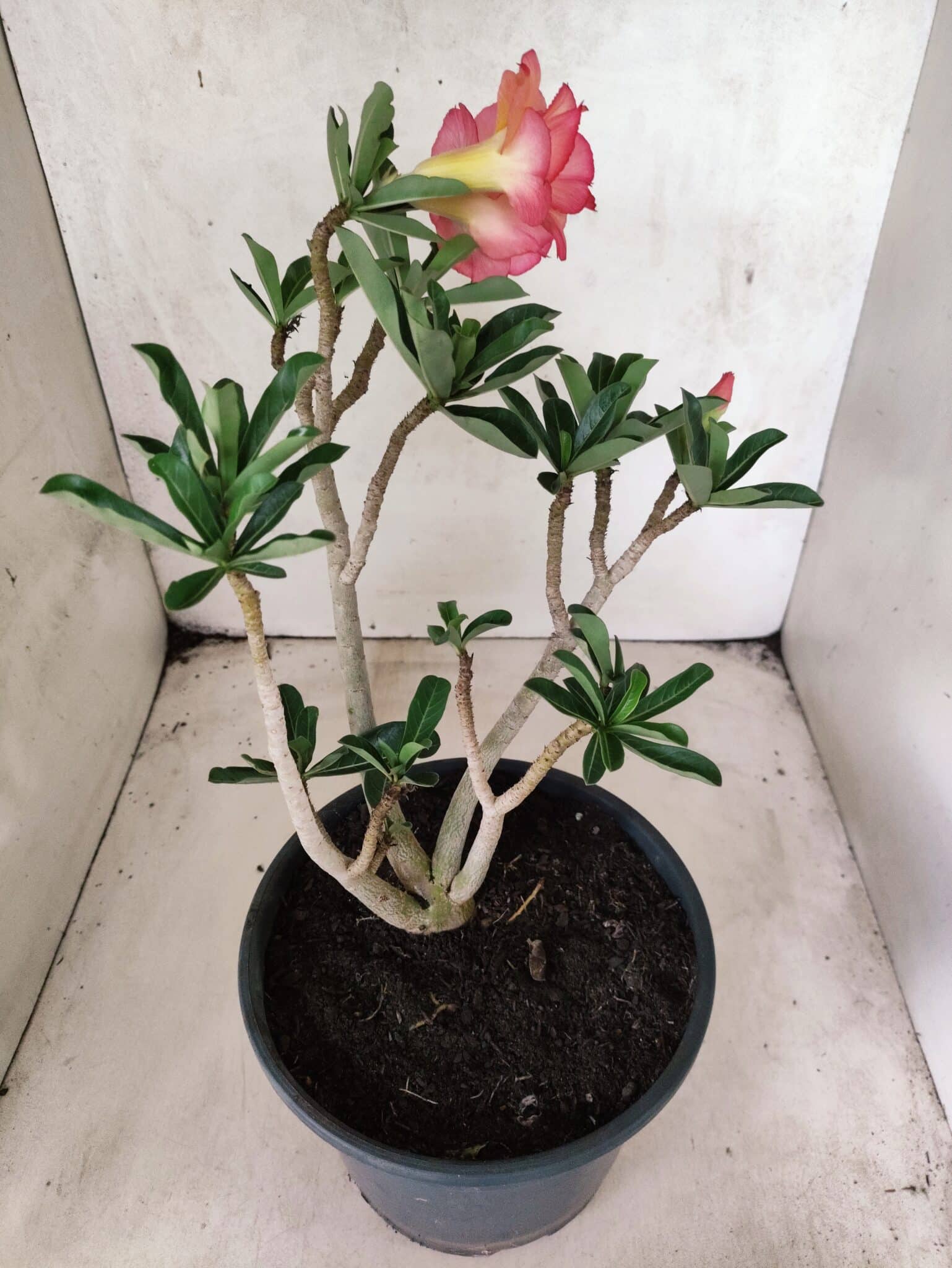 Planta Dobrada 3826 – 40cm – 03 anos - foto 7