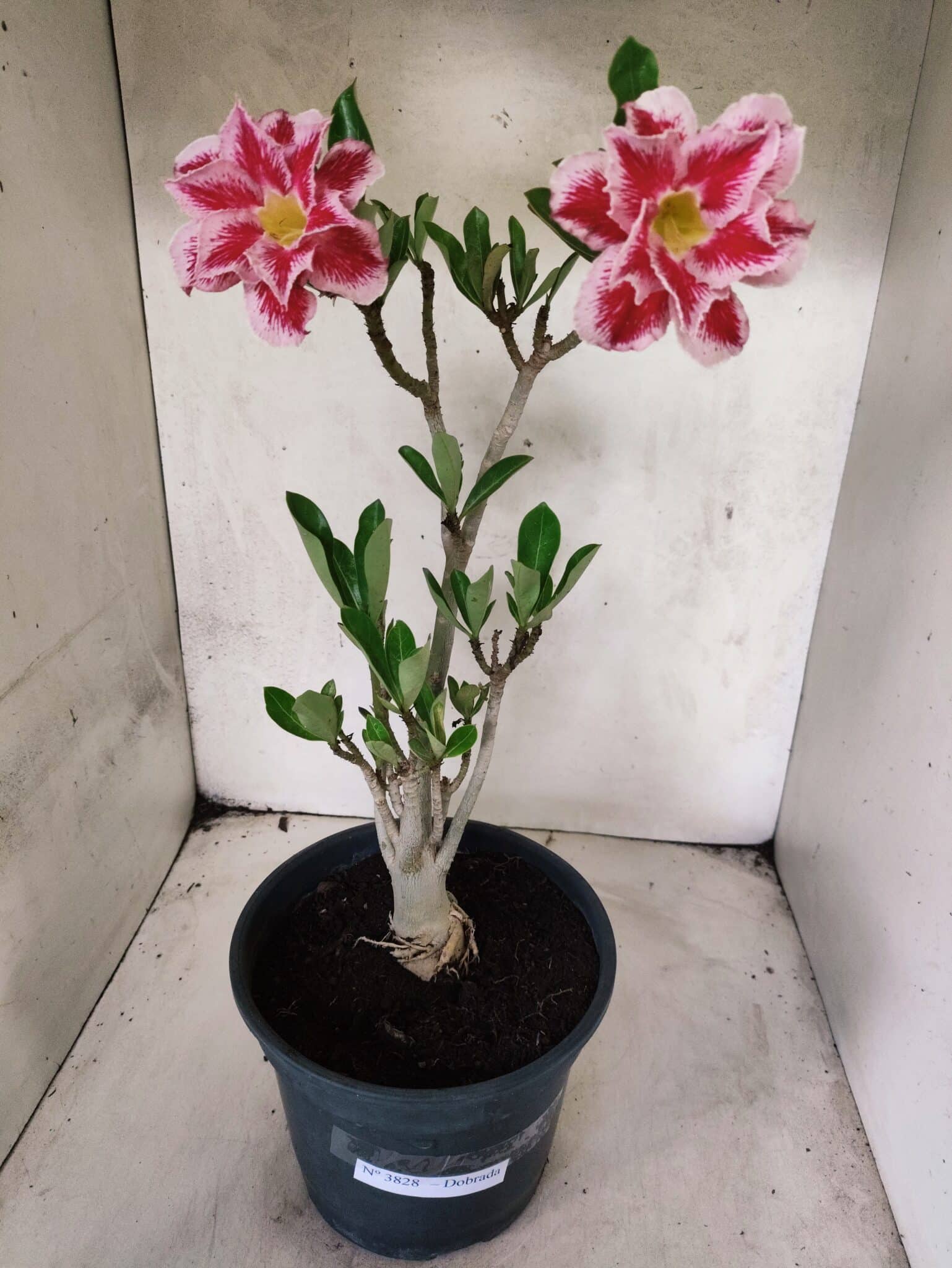 Planta Dobrada 3828 – 45cm – 04 anos - foto 2
