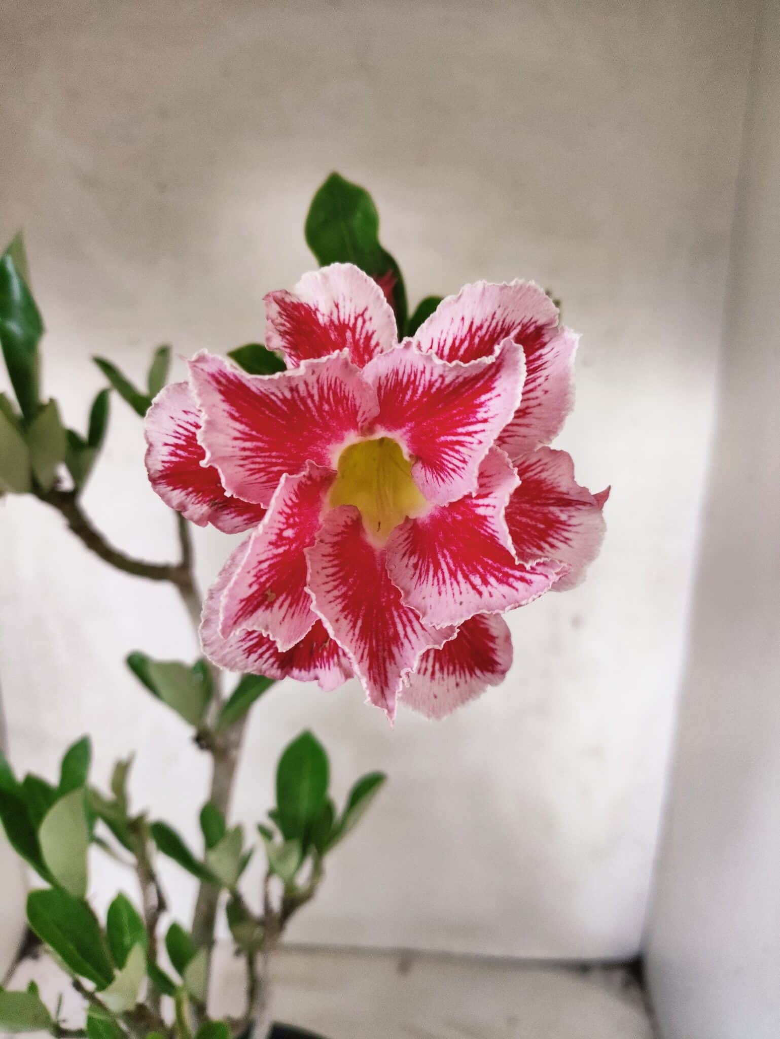 Planta Dobrada 3828 – 45cm – 04 anos - foto 5