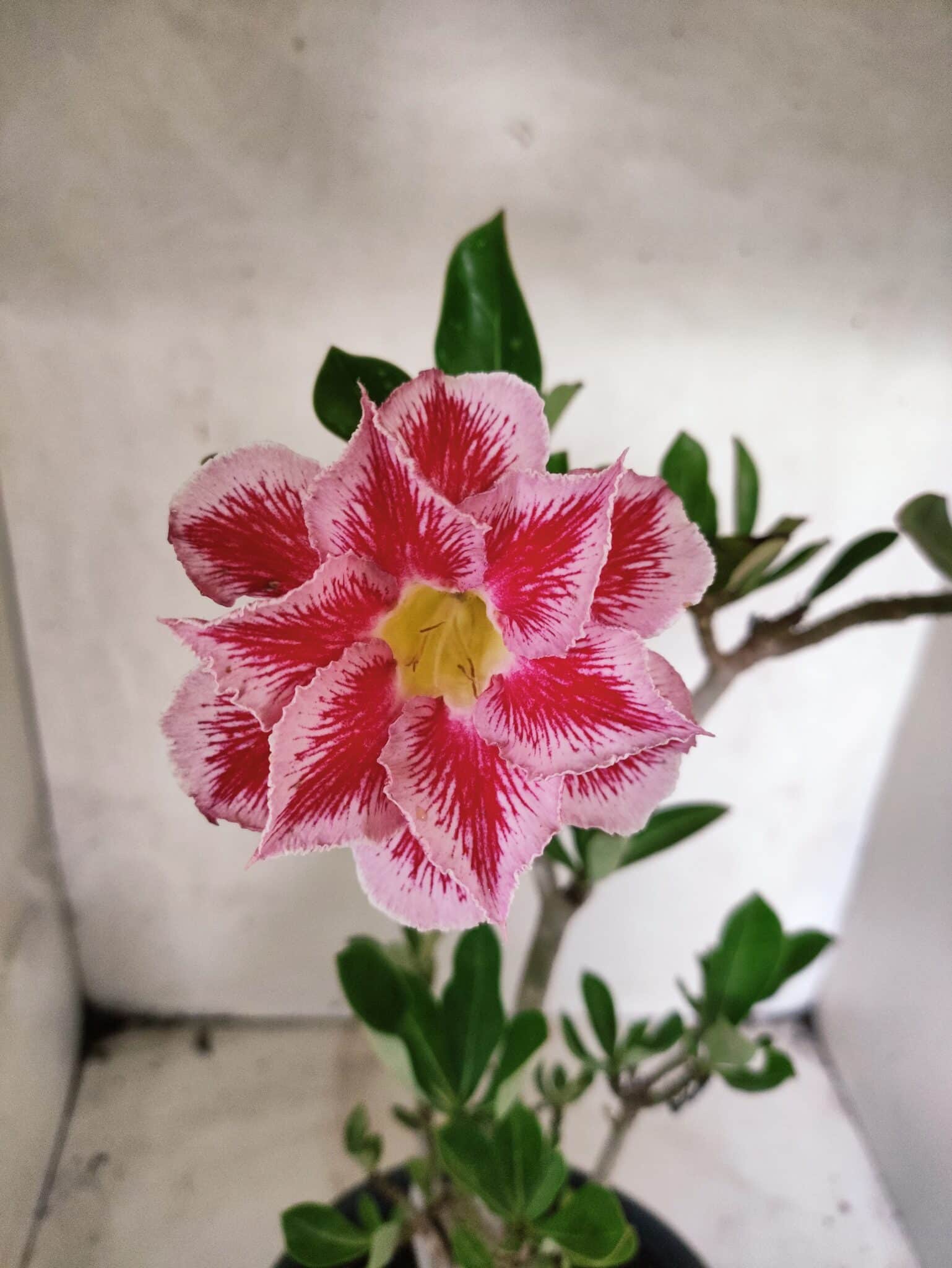 Planta Dobrada 3828 – 45cm – 04 anos - foto 3