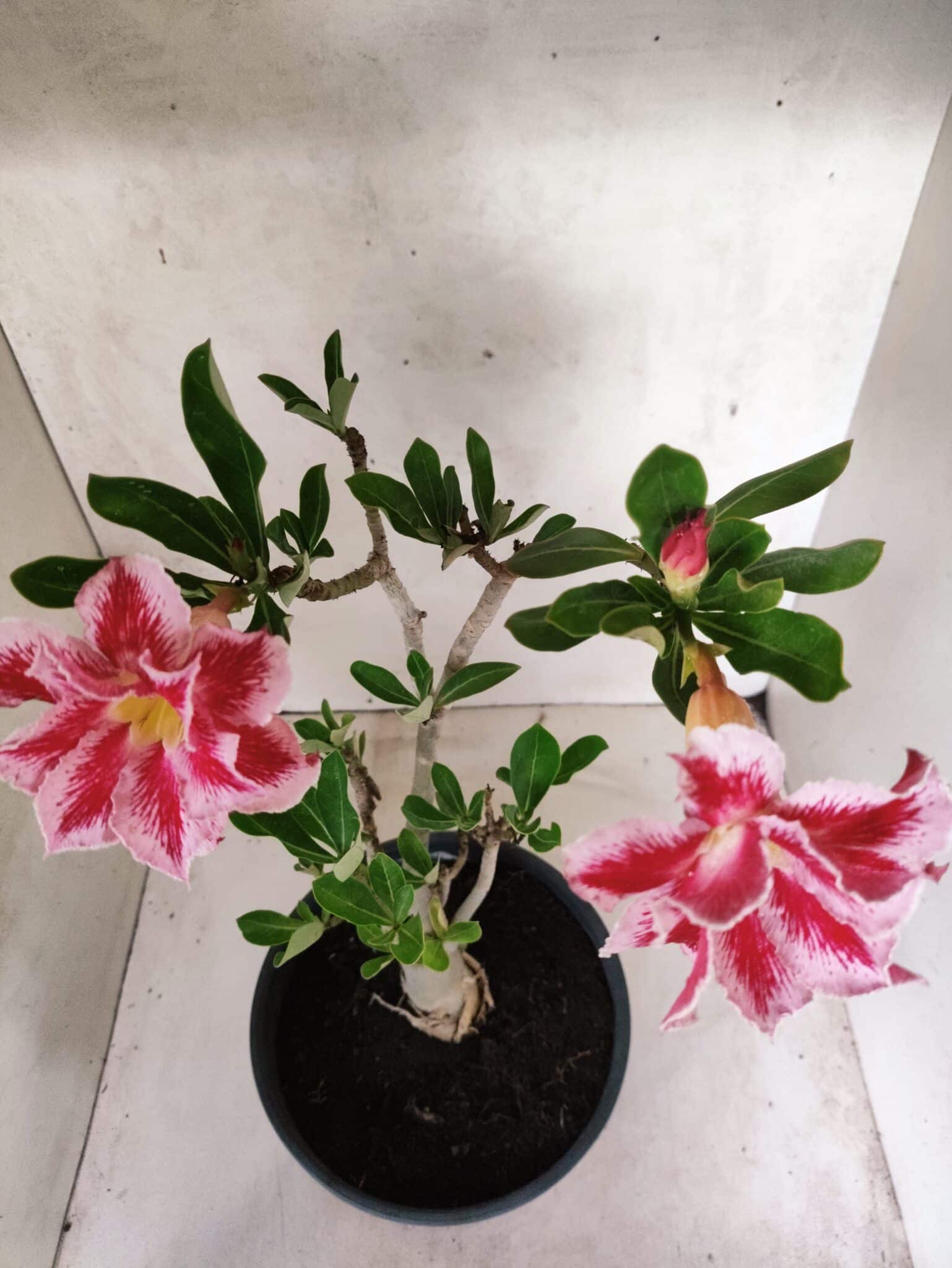 Planta Dobrada 3828 – 45cm – 04 anos - foto 4