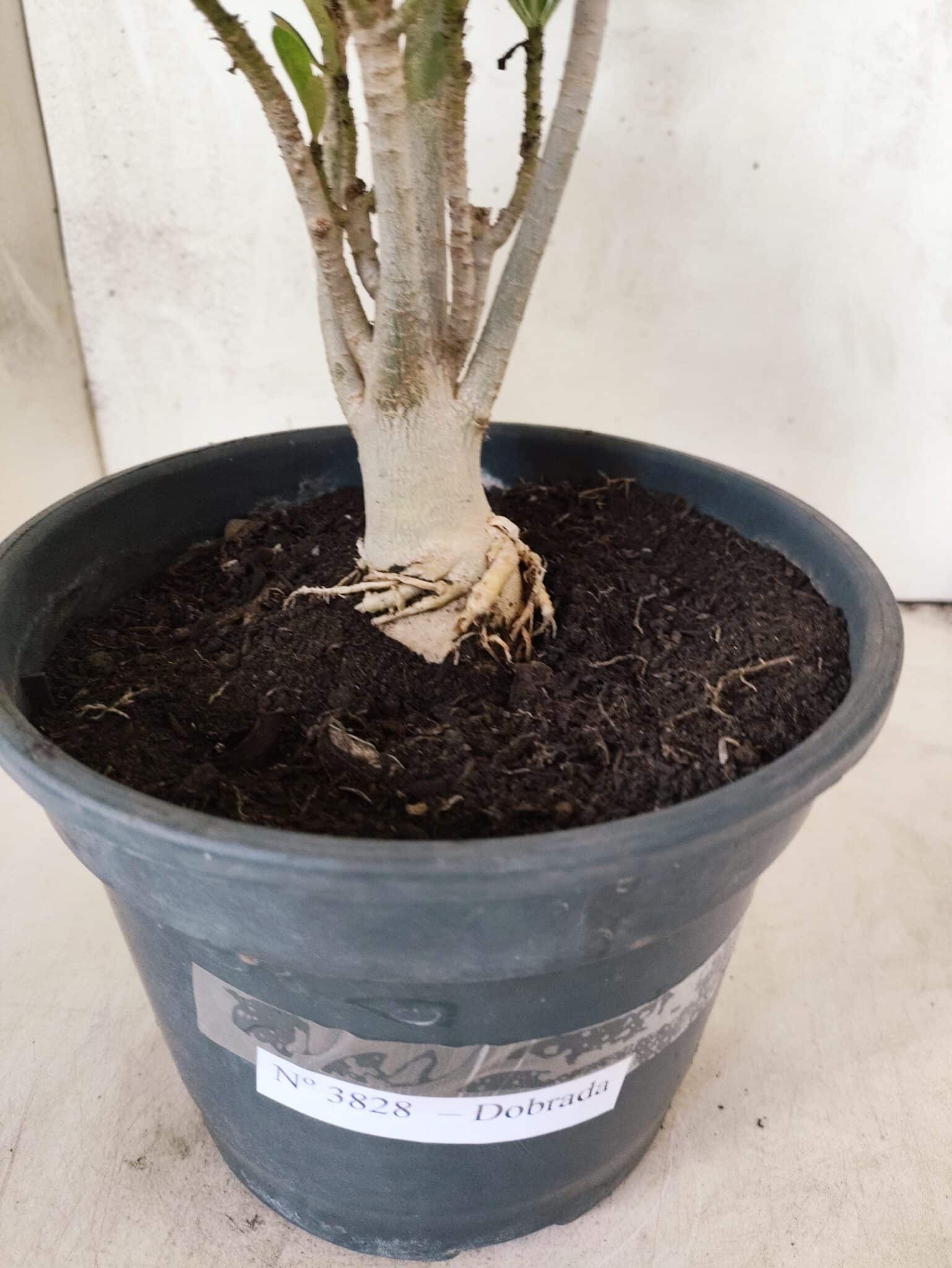 Planta Dobrada 3828 – 45cm – 04 anos - foto 8