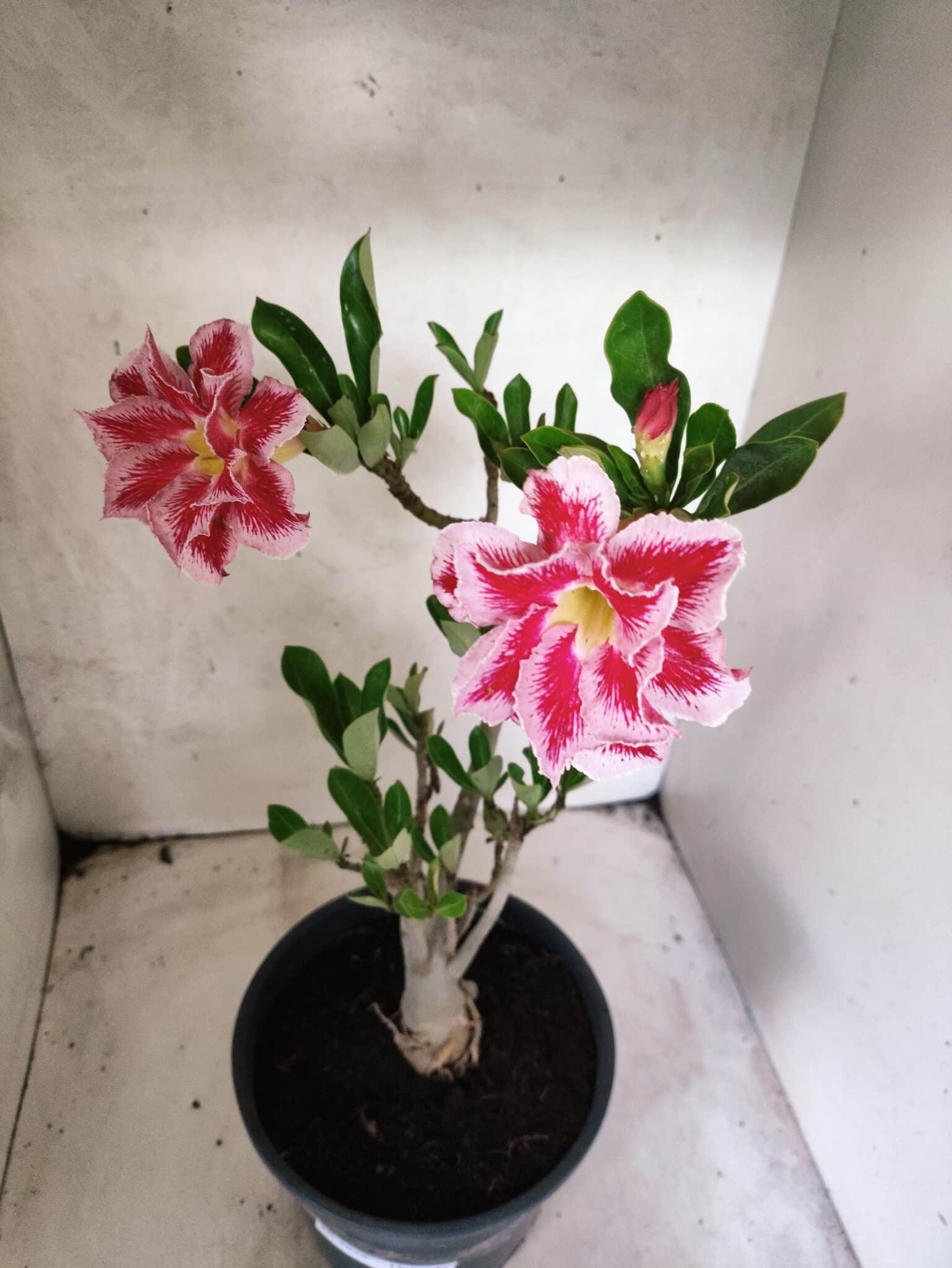 Planta Dobrada 3828 – 45cm – 04 anos - foto 6