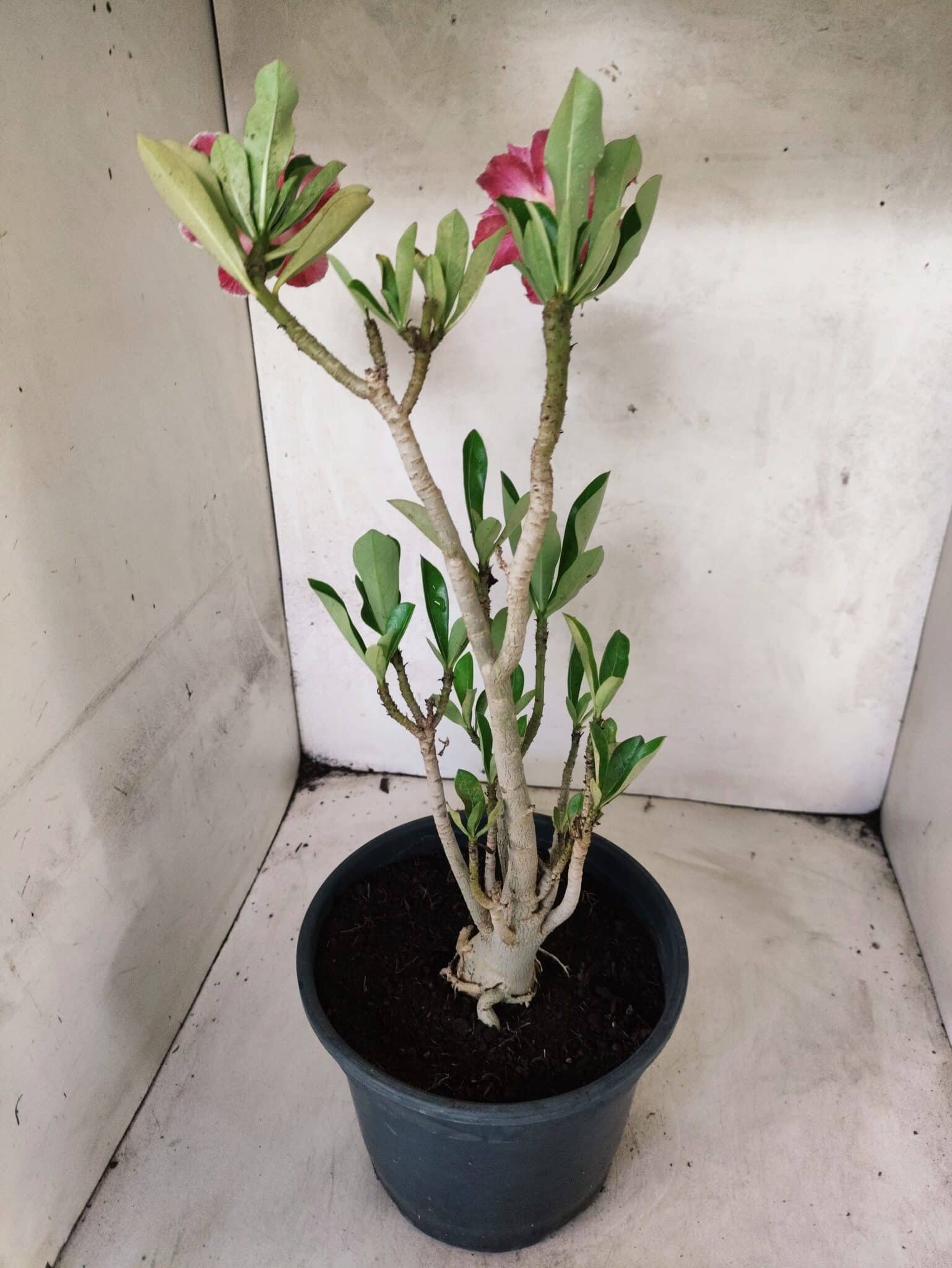 Planta Dobrada 3828 – 45cm – 04 anos - foto 7