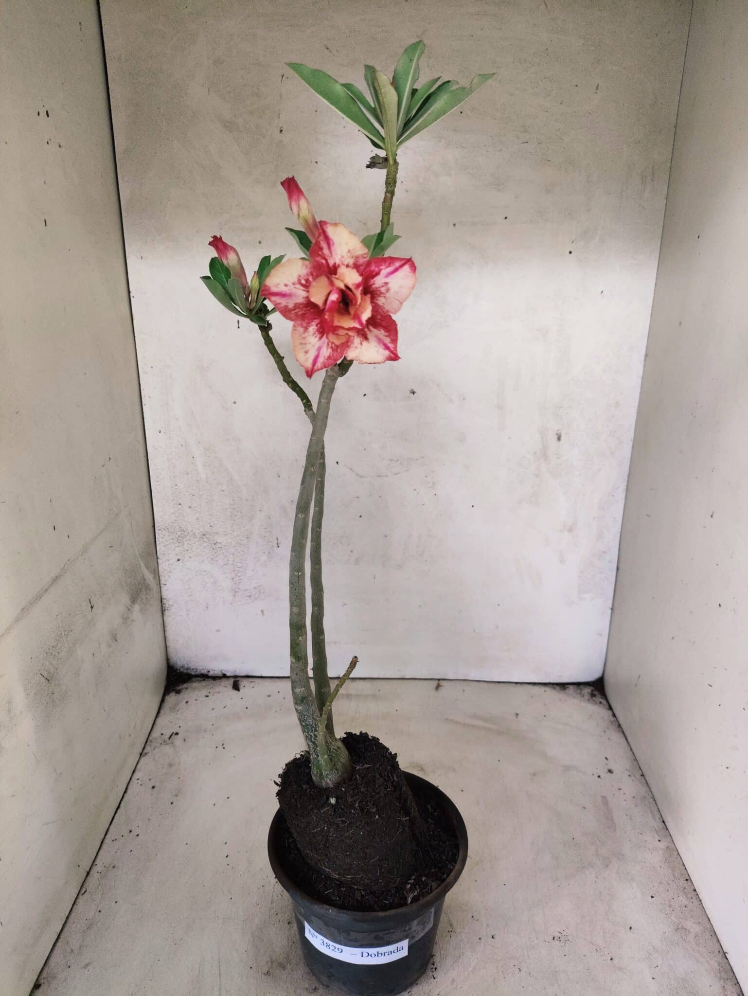 Planta Dobrada 3829 – 35cm – 03 anos - foto 2