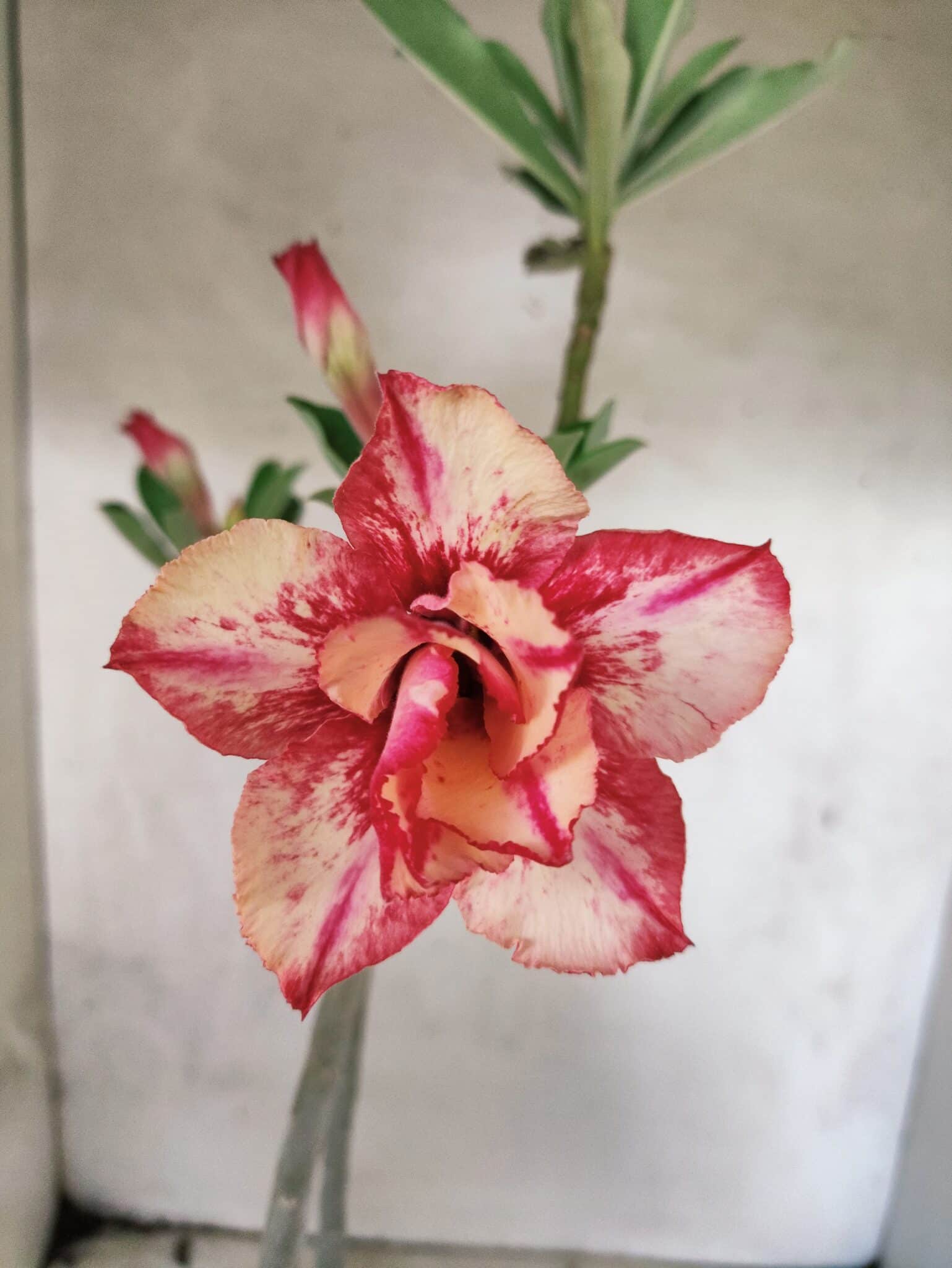 Planta Dobrada 3829 – 35cm – 03 anos - foto 3