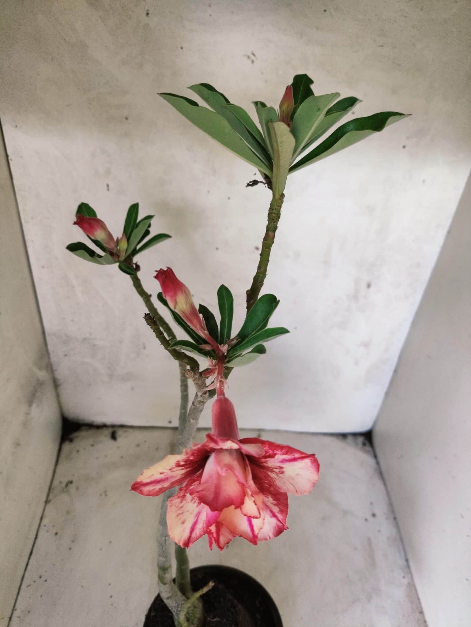 Planta Dobrada 3829 – 35cm – 03 anos - foto 4