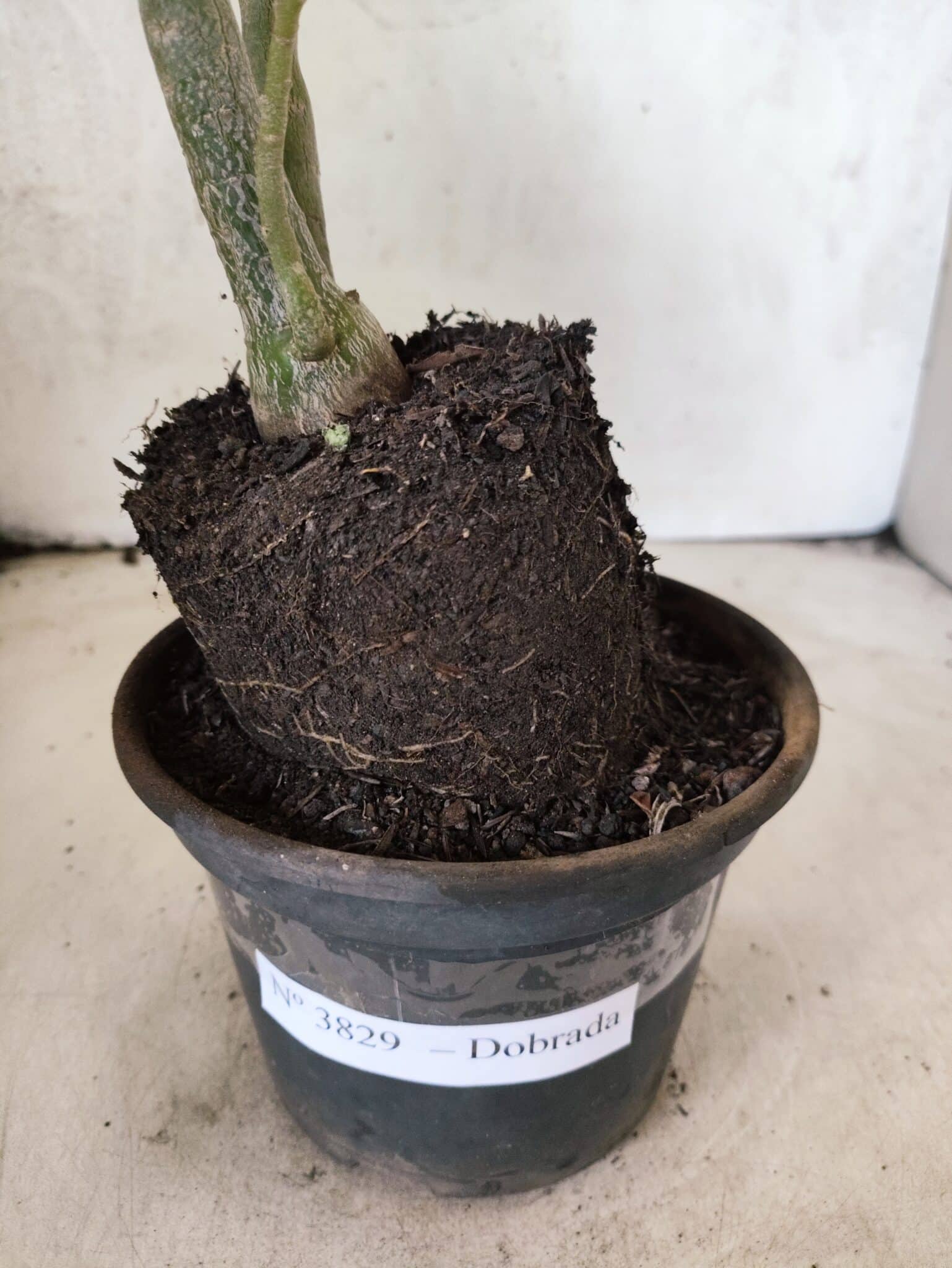 Planta Dobrada 3829 – 35cm – 03 anos - foto 7