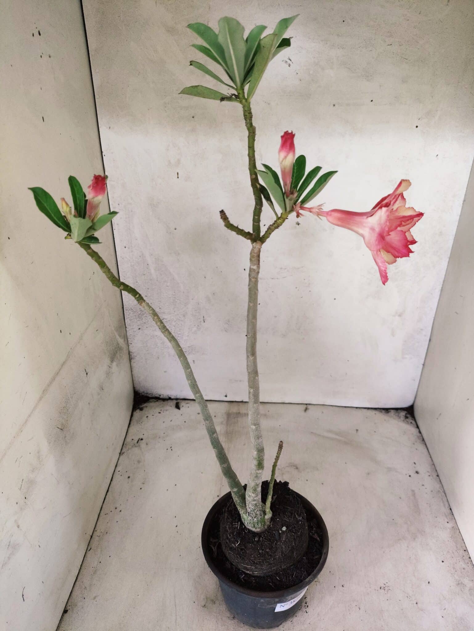 Planta Dobrada 3829 – 35cm – 03 anos - foto 6