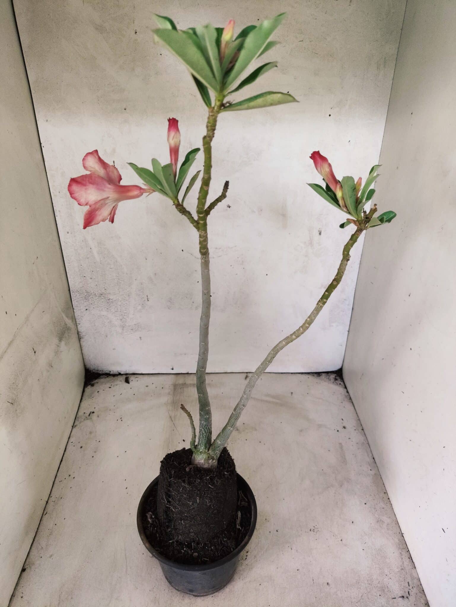 Planta Dobrada 3829 – 35cm – 03 anos - foto 5