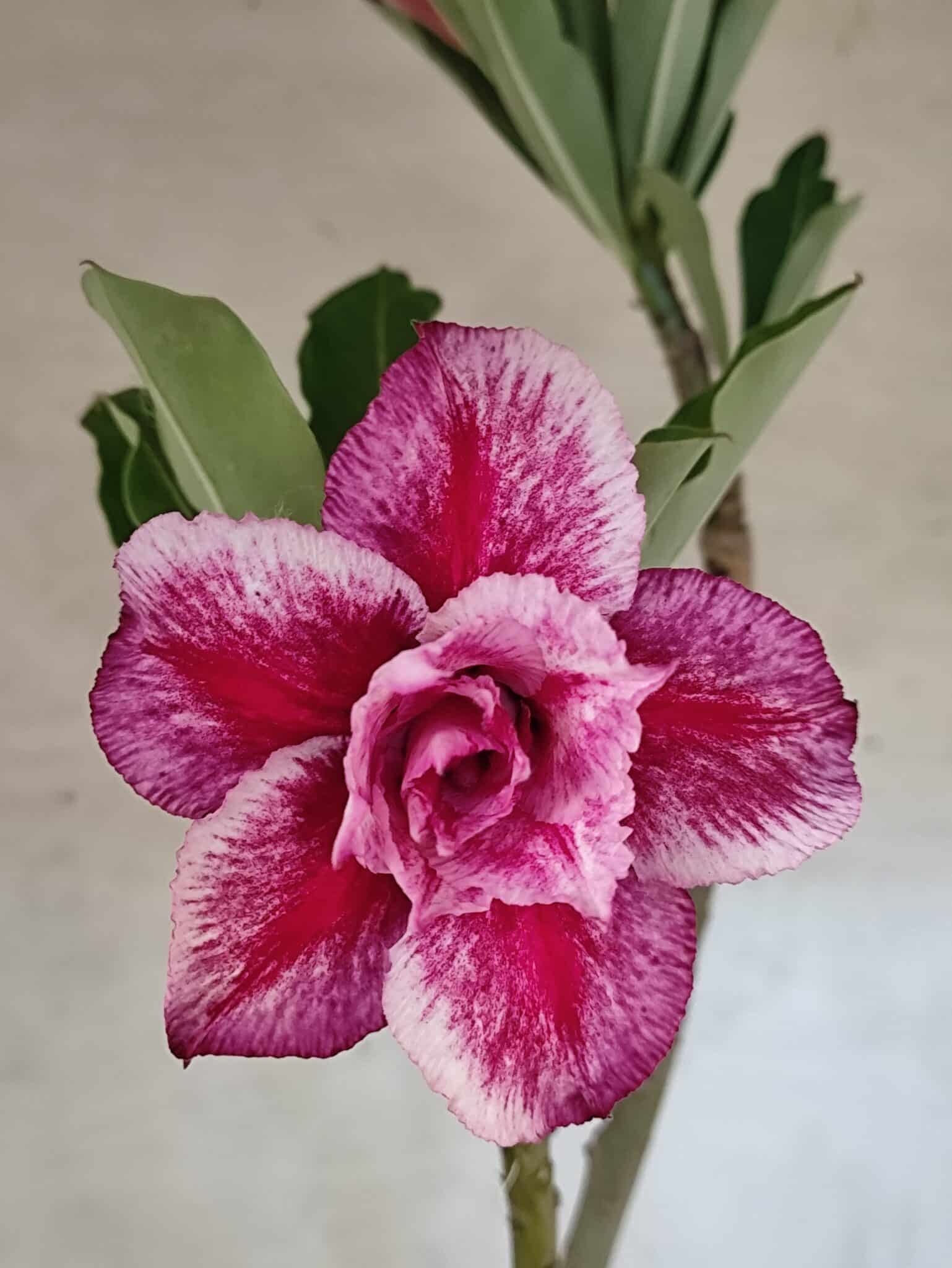 Planta Dobrada 3820 – 35cm – 03 anos - foto 3
