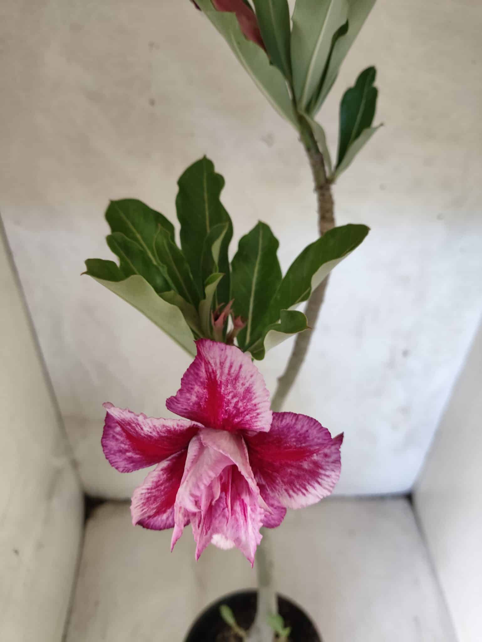 Planta Dobrada 3820 – 35cm – 03 anos - foto 5