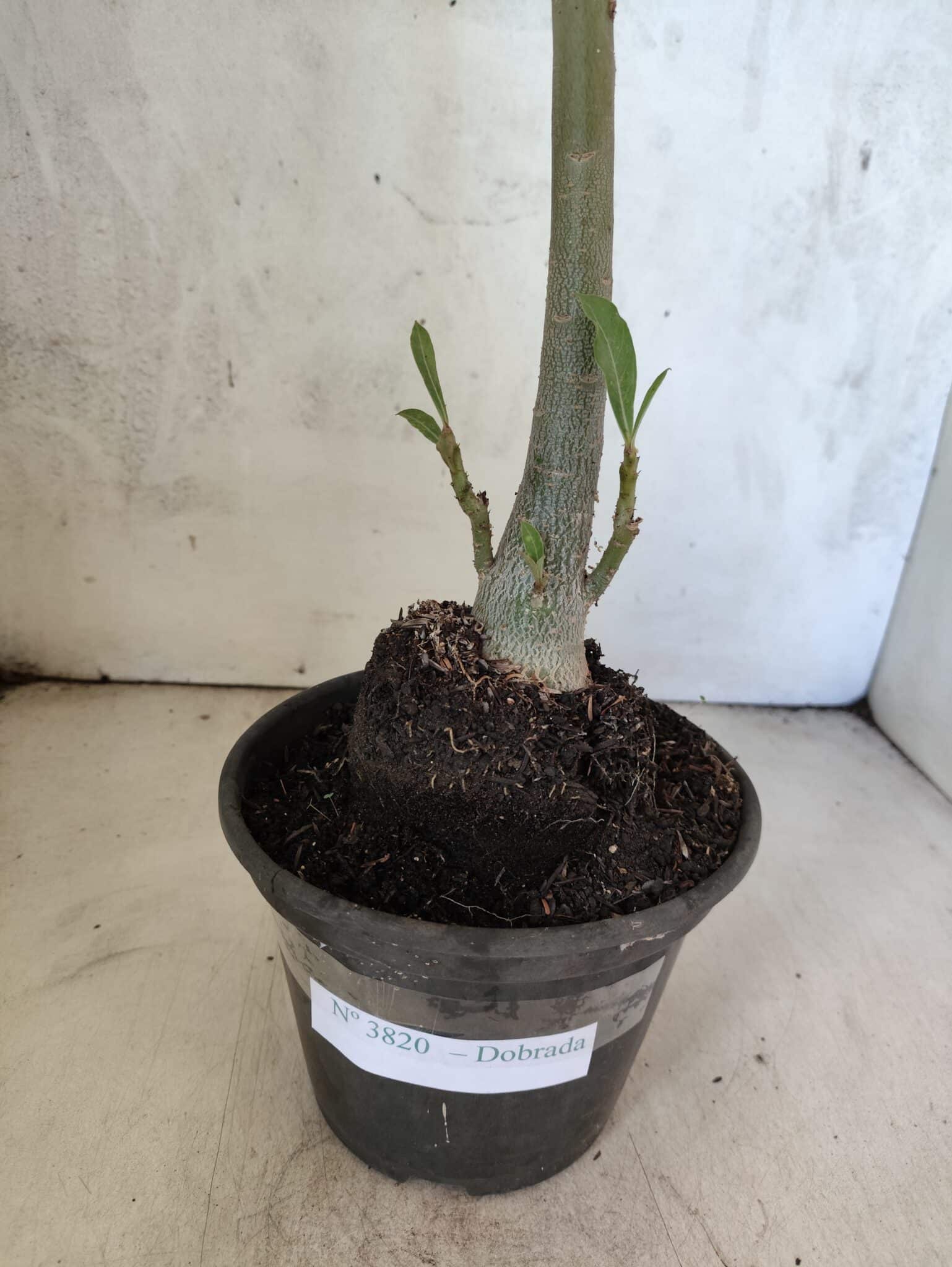 Planta Dobrada 3820 – 35cm – 03 anos - foto 7