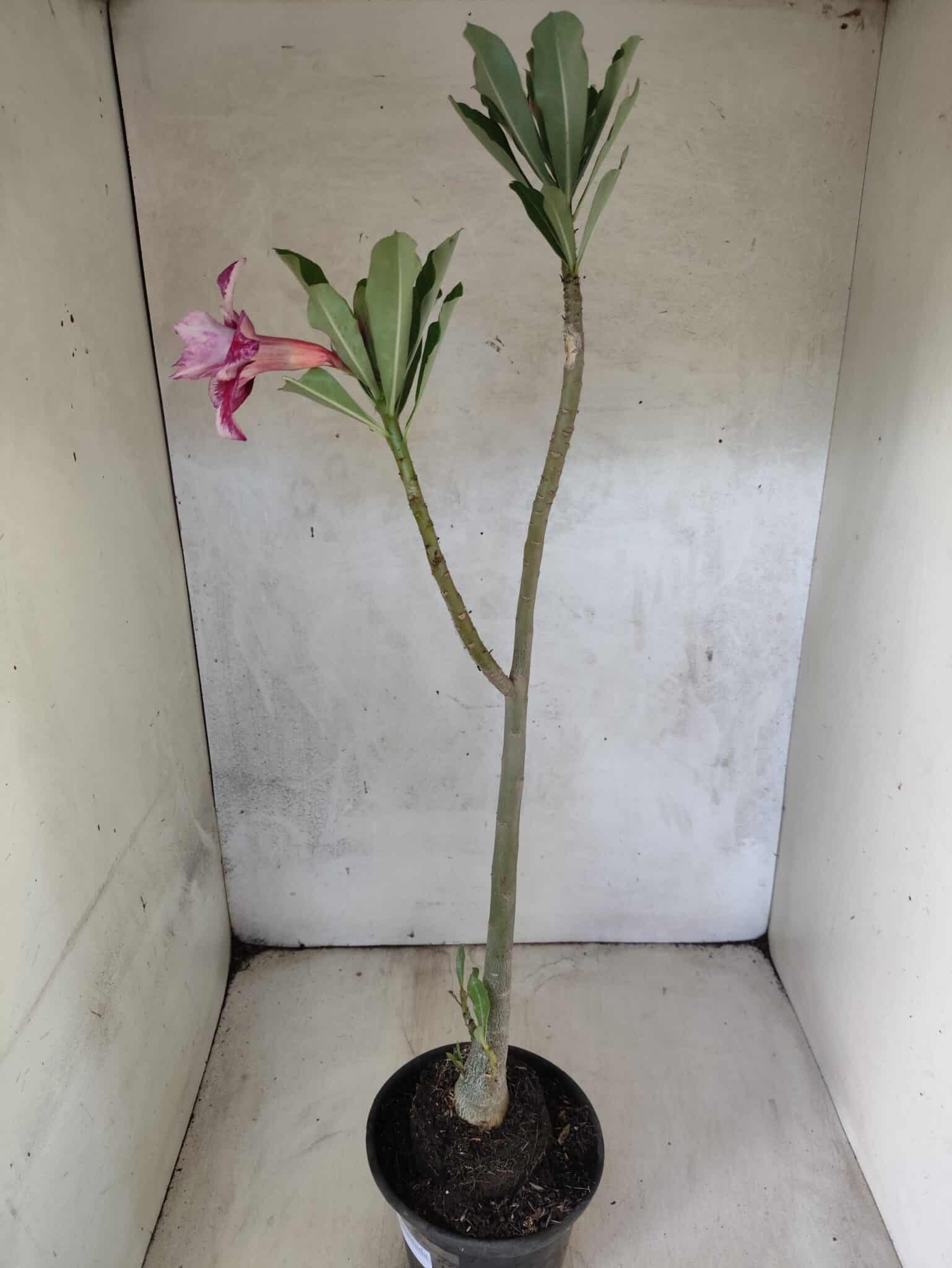 Planta Dobrada 3820 – 35cm – 03 anos - foto 6