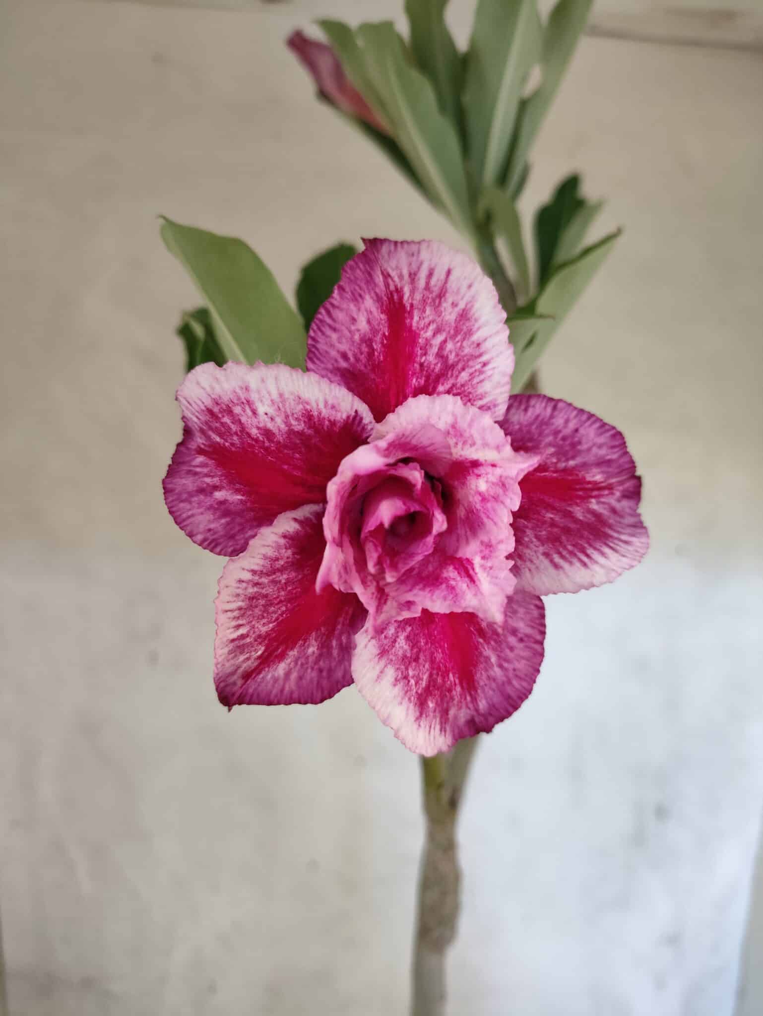 Planta Dobrada 3820 – 35cm – 03 anos - foto 4