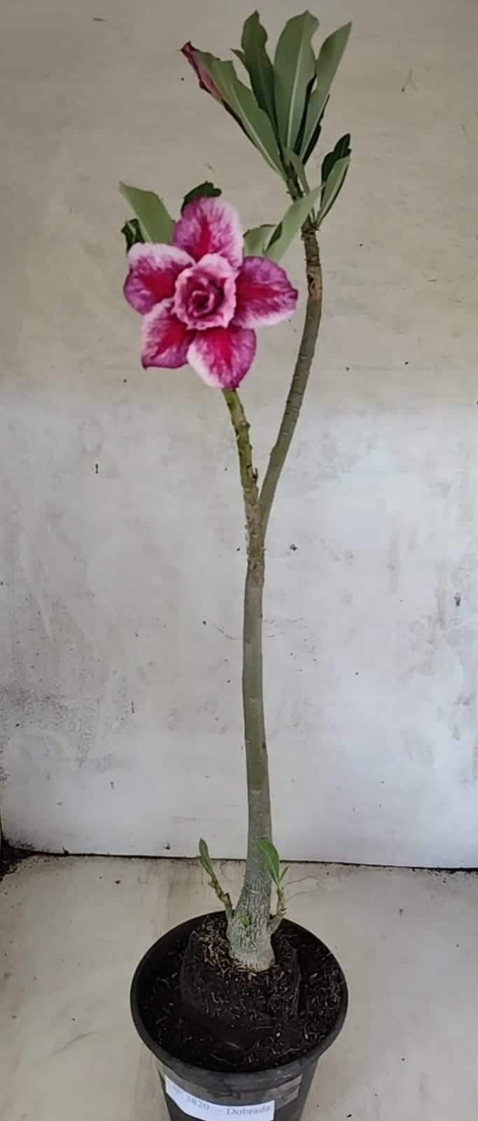 Planta Dobrada 3820 – 35cm – 03 anos - foto 2