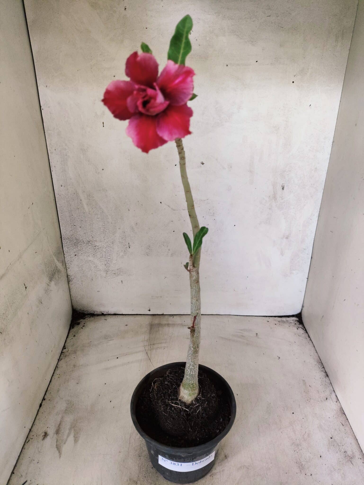 Planta Dobrada 3831 – 30cm – 02 anos - foto 2