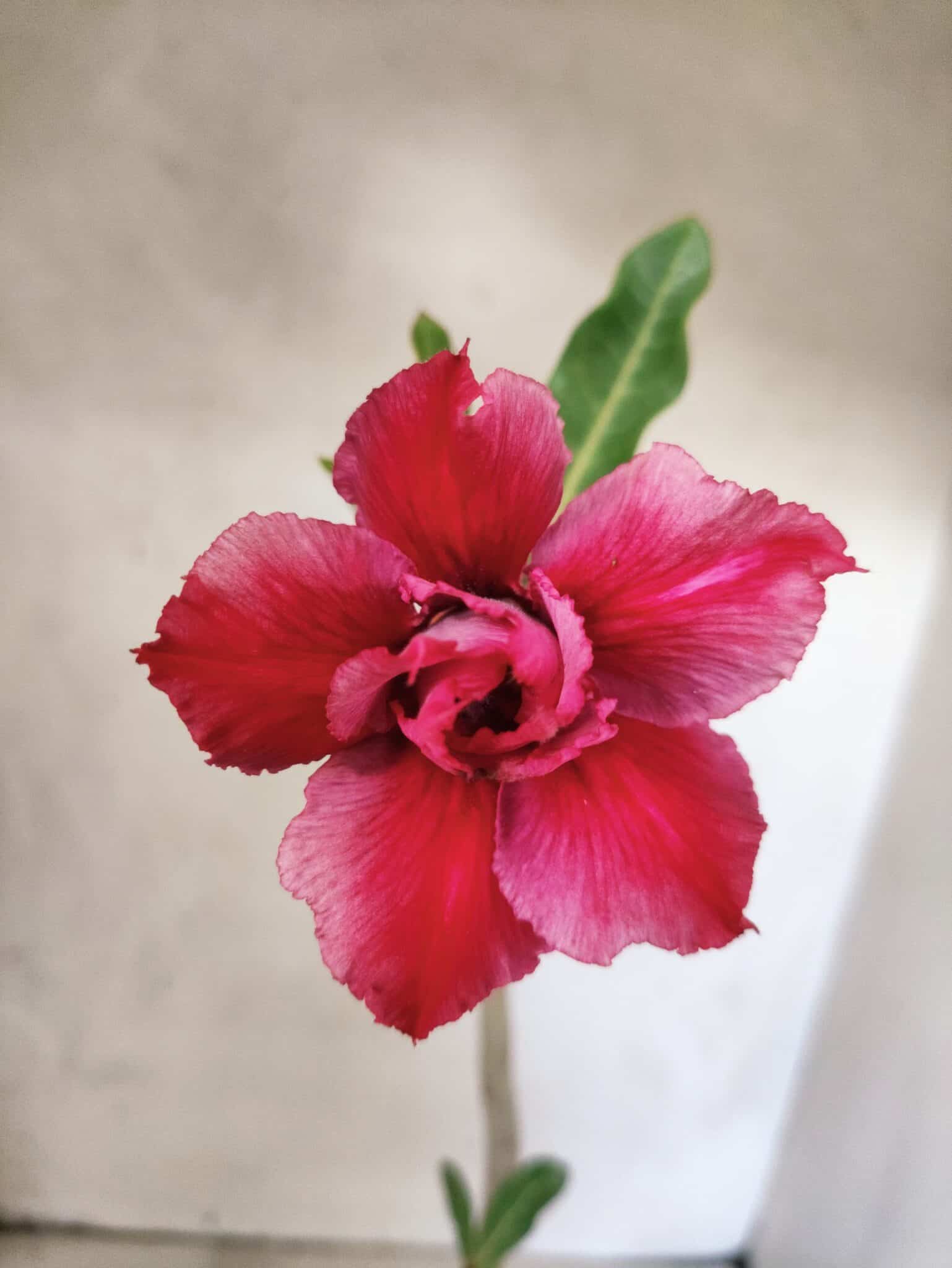 Planta Dobrada 3831 – 30cm – 02 anos - foto 3