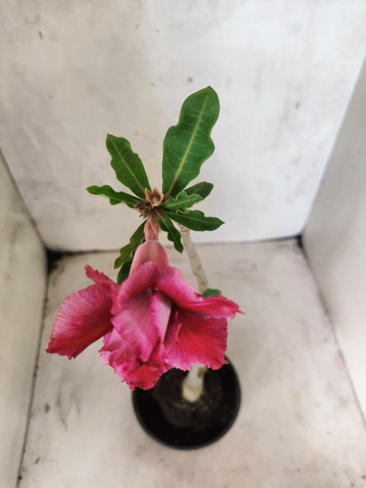 Planta Dobrada 3831 – 30cm – 02 anos - foto 4