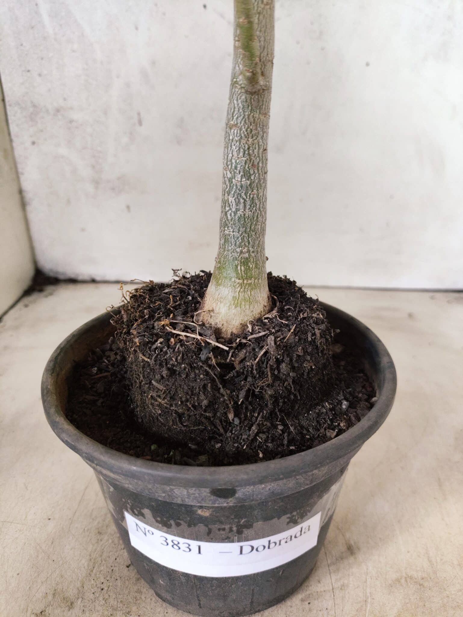 Planta Dobrada 3831 – 30cm – 02 anos - foto 7