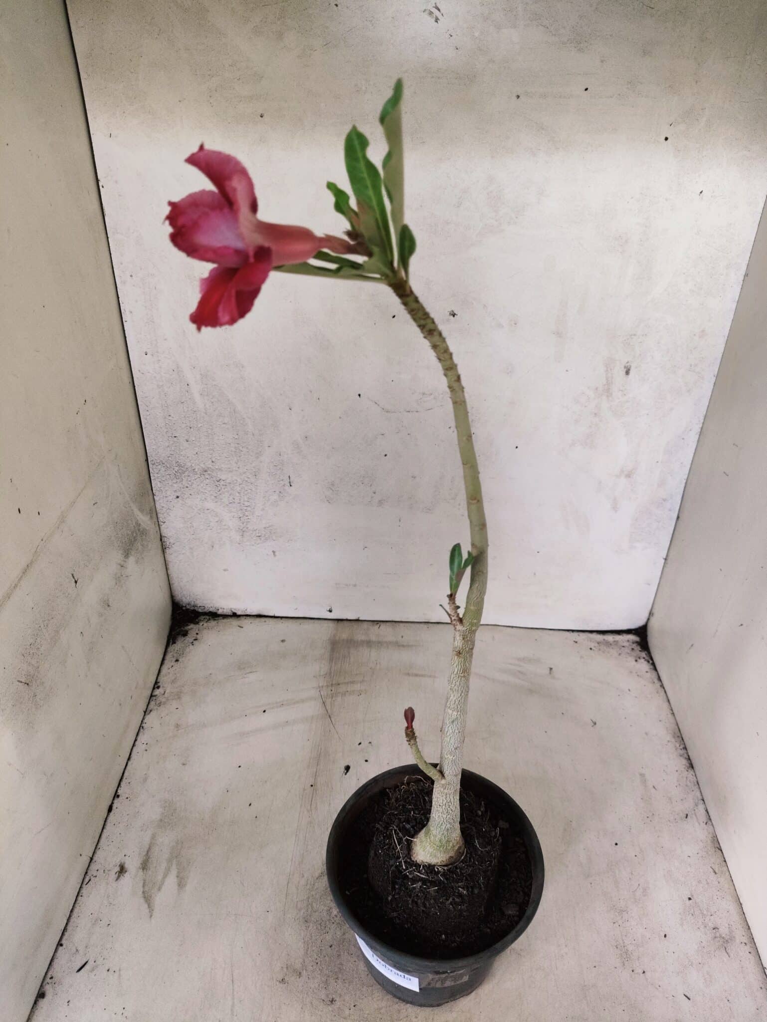 Planta Dobrada 3831 – 30cm – 02 anos - foto 6