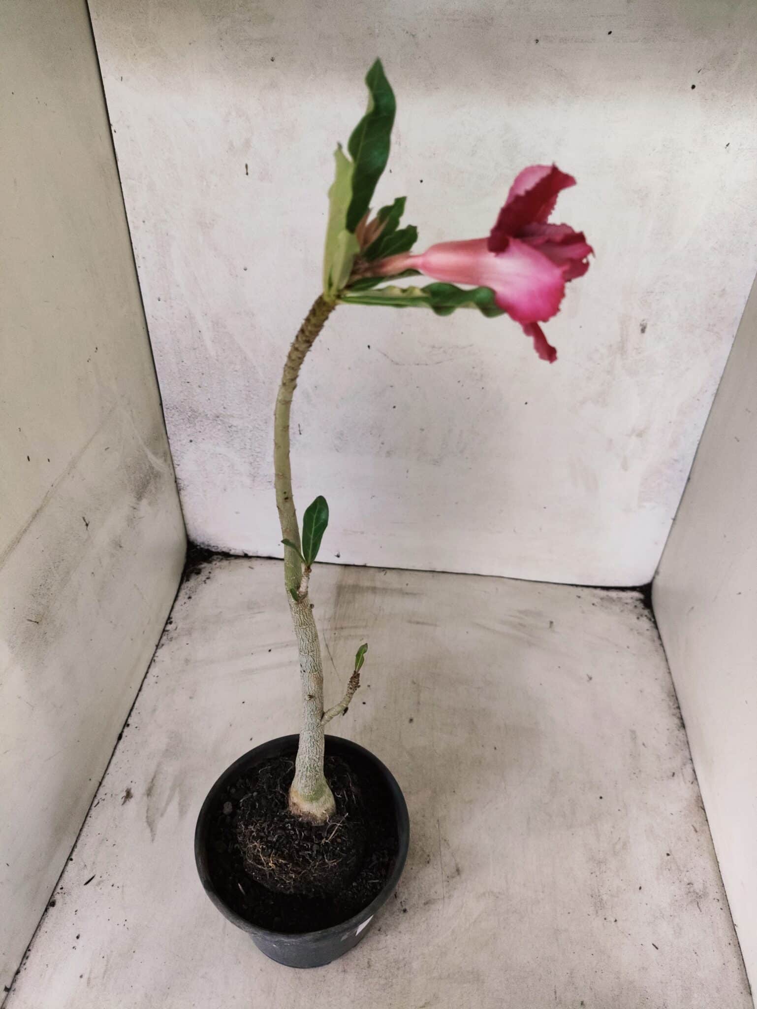 Planta Dobrada 3831 – 30cm – 02 anos - foto 5