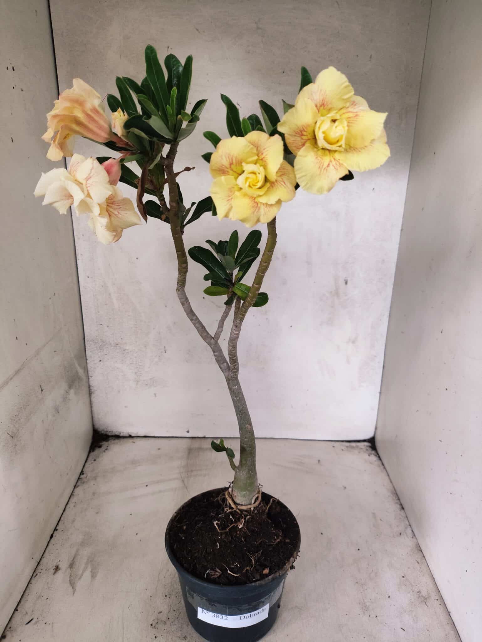 Planta Dobrada 3832 – 35cm – 03 anos - foto 2