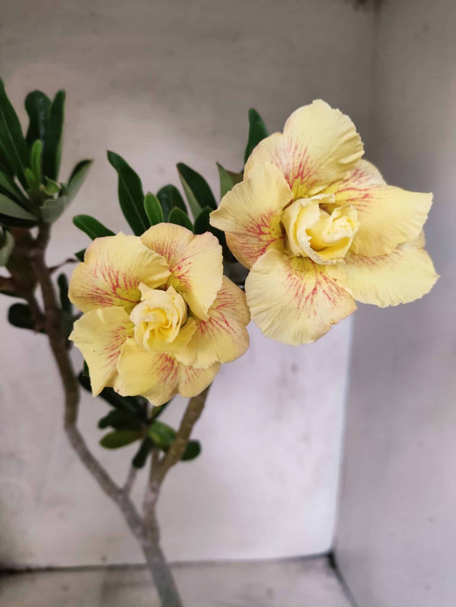 Planta Dobrada 3832 – 35cm – 03 anos - foto 3