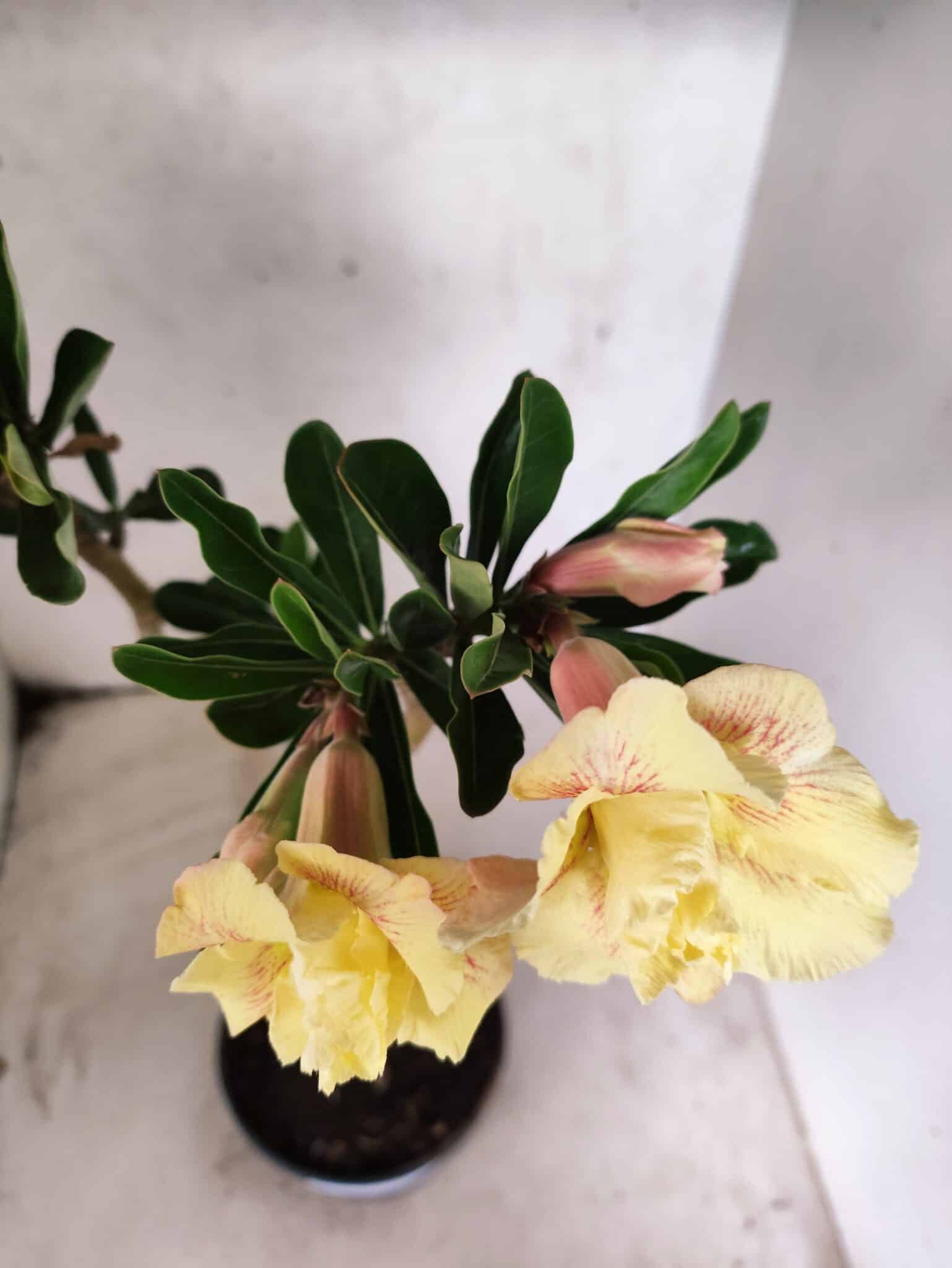 Planta Dobrada 3832 – 35cm – 03 anos - foto 4