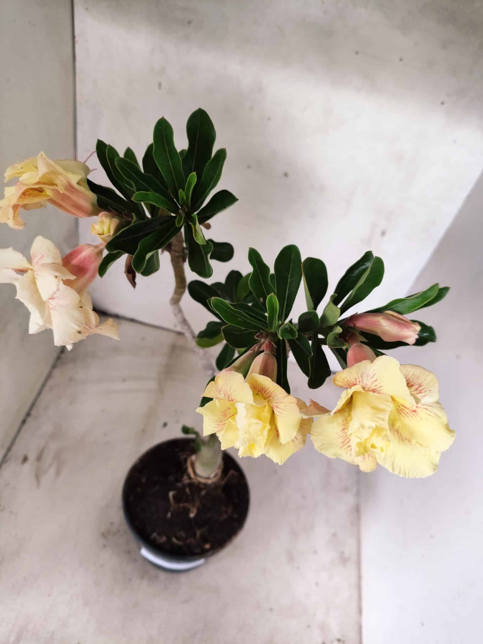 Planta Dobrada 3832 – 35cm – 03 anos - foto 5