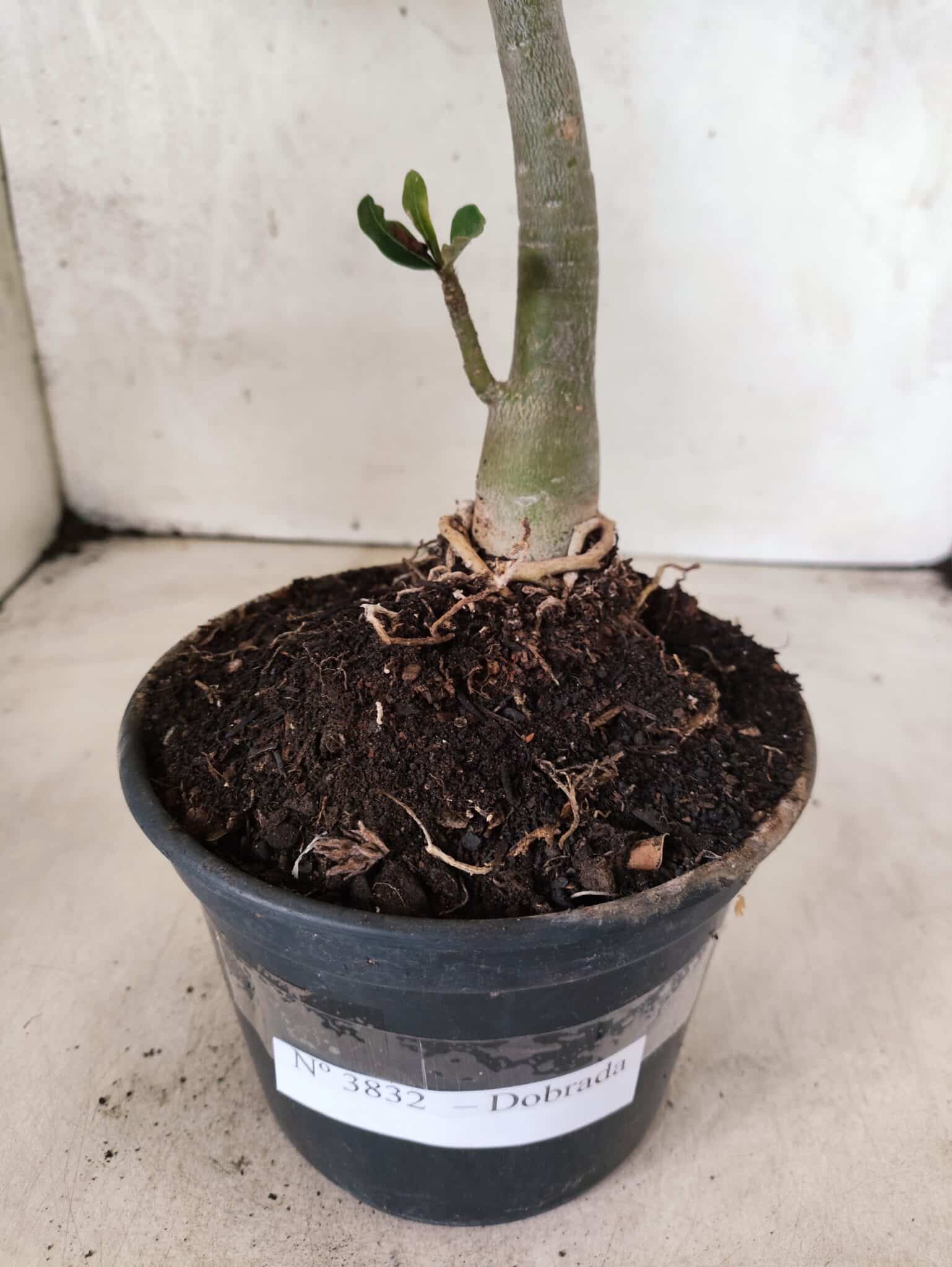 Planta Dobrada 3832 – 35cm – 03 anos - foto 8