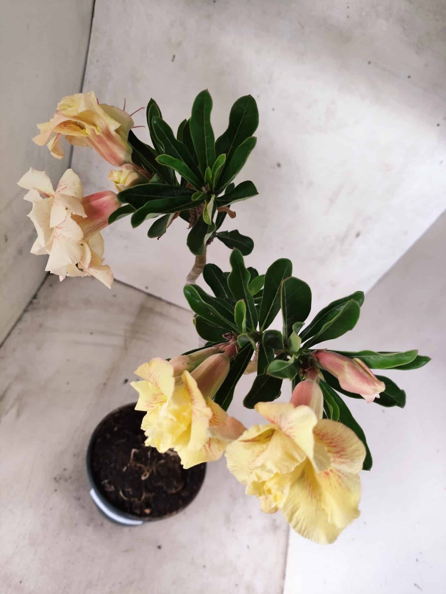 Planta Dobrada 3832 – 35cm – 03 anos - foto 7