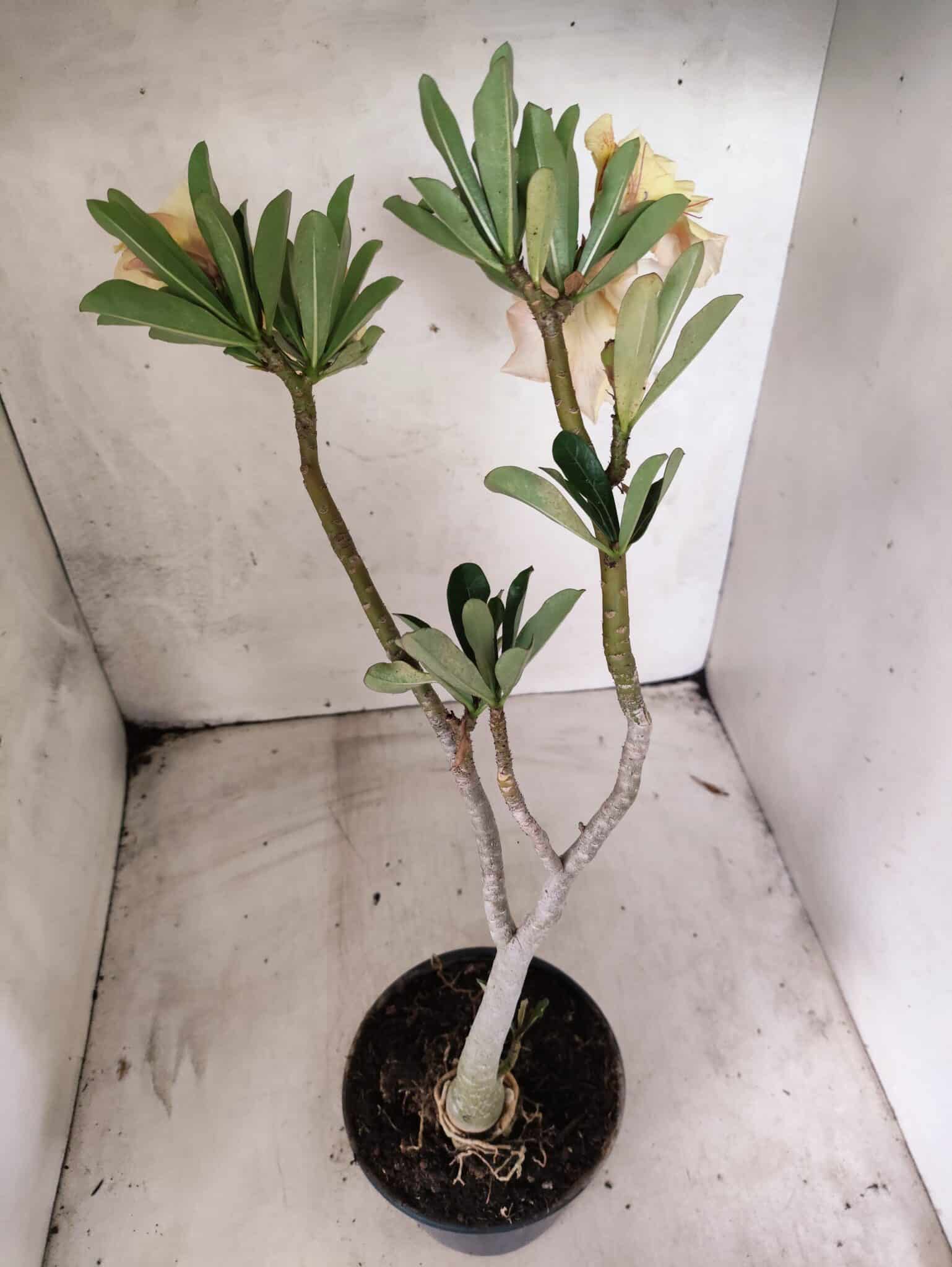Planta Dobrada 3832 – 35cm – 03 anos - foto 6