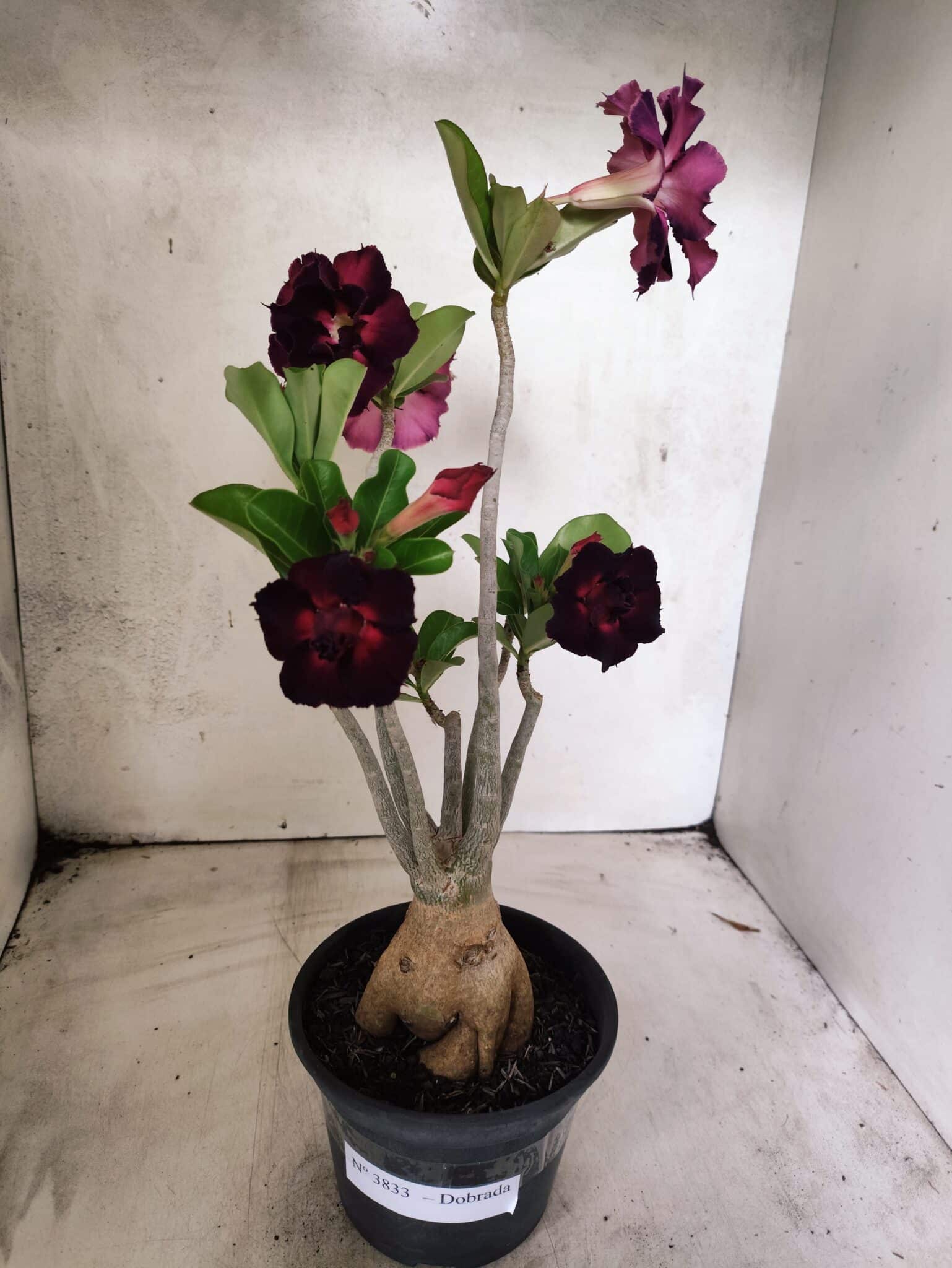Planta Dobrada 3833 – 35cm – 03 anos - foto 2