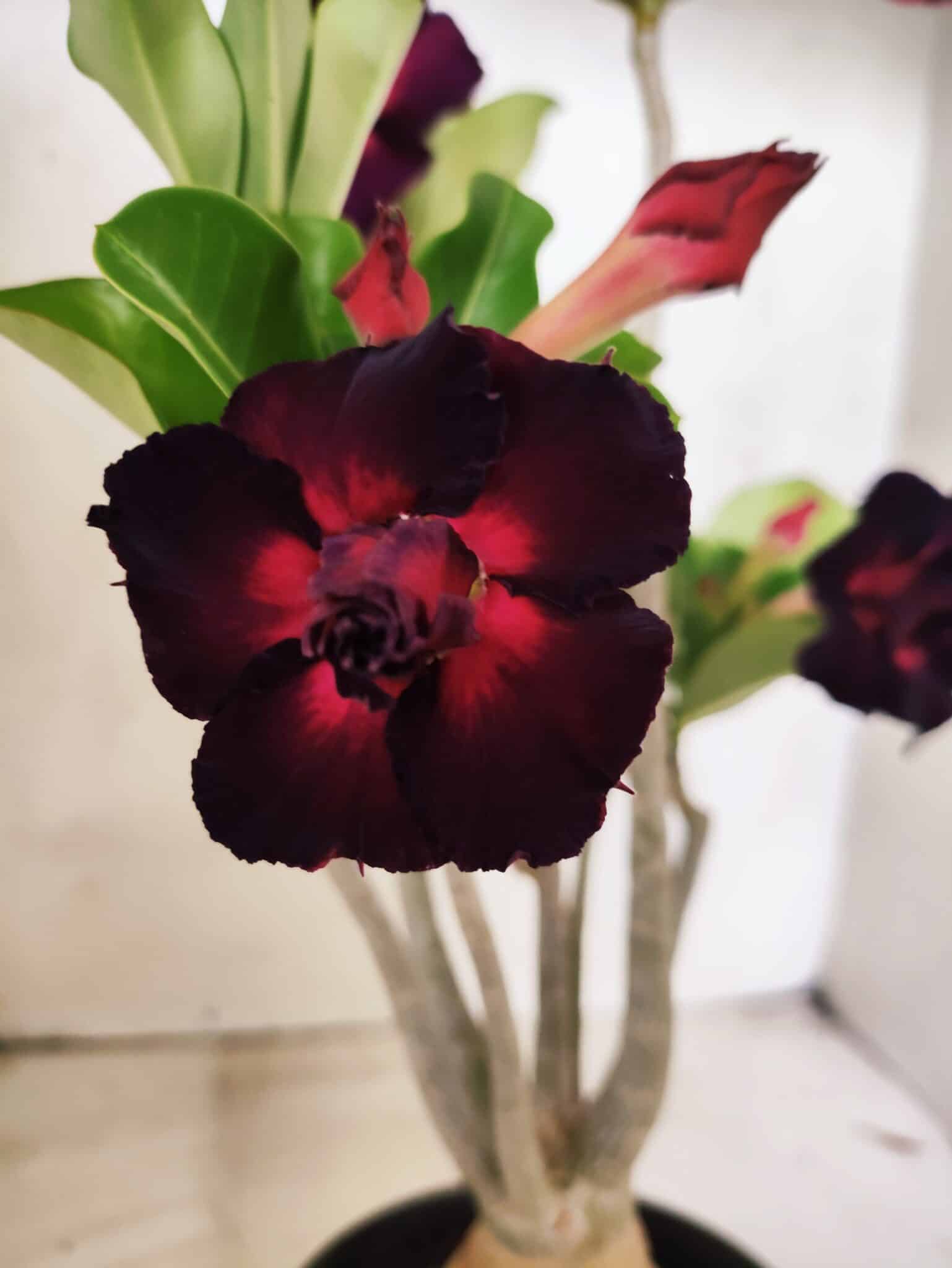 Planta Dobrada 3833 – 35cm – 03 anos - foto 5