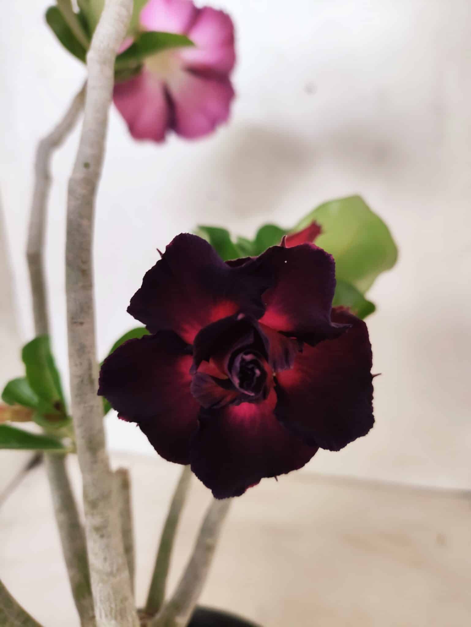 Planta Dobrada 3833 – 35cm – 03 anos - foto 3