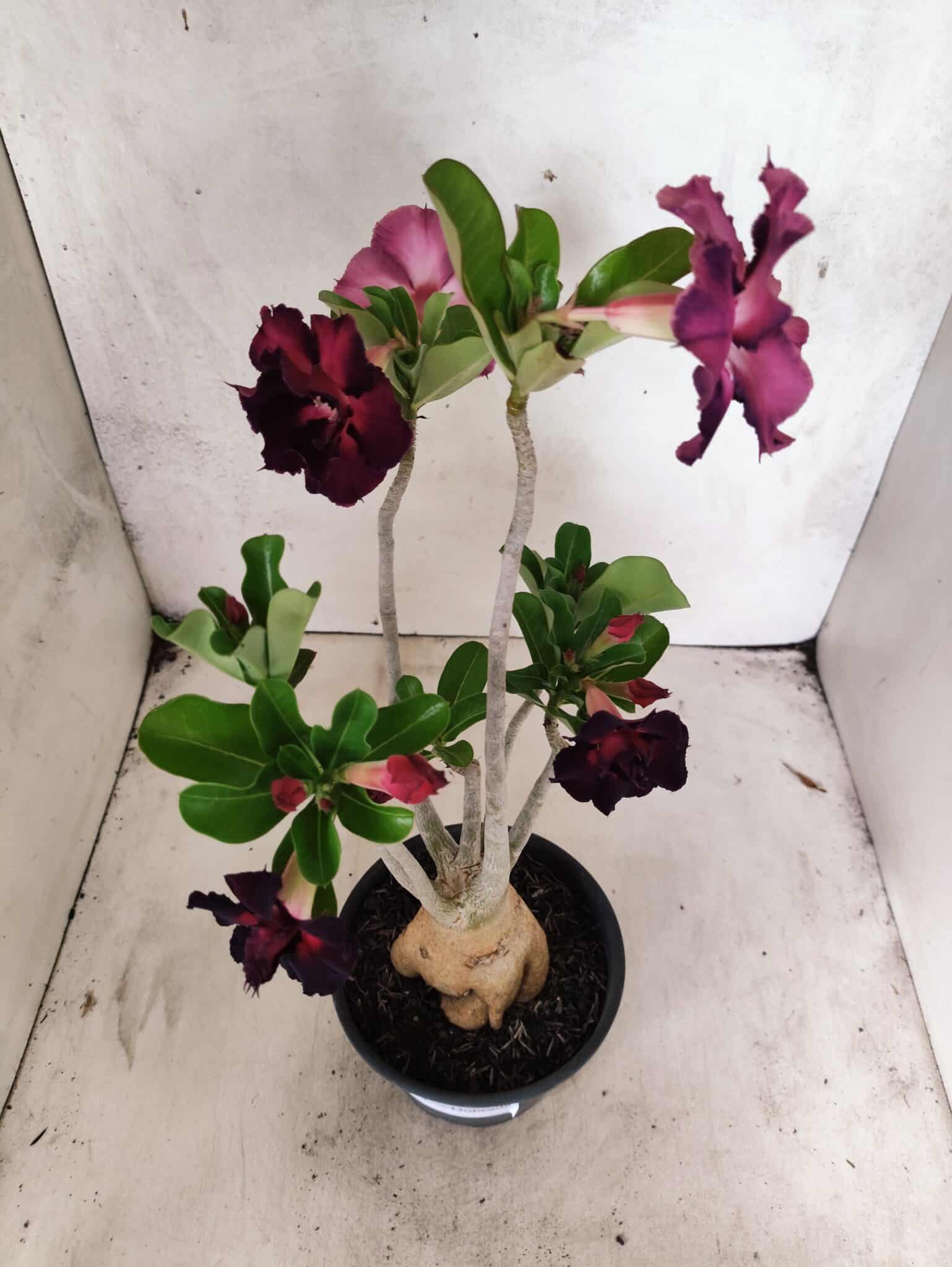 Planta Dobrada 3833 – 35cm – 03 anos - foto 6