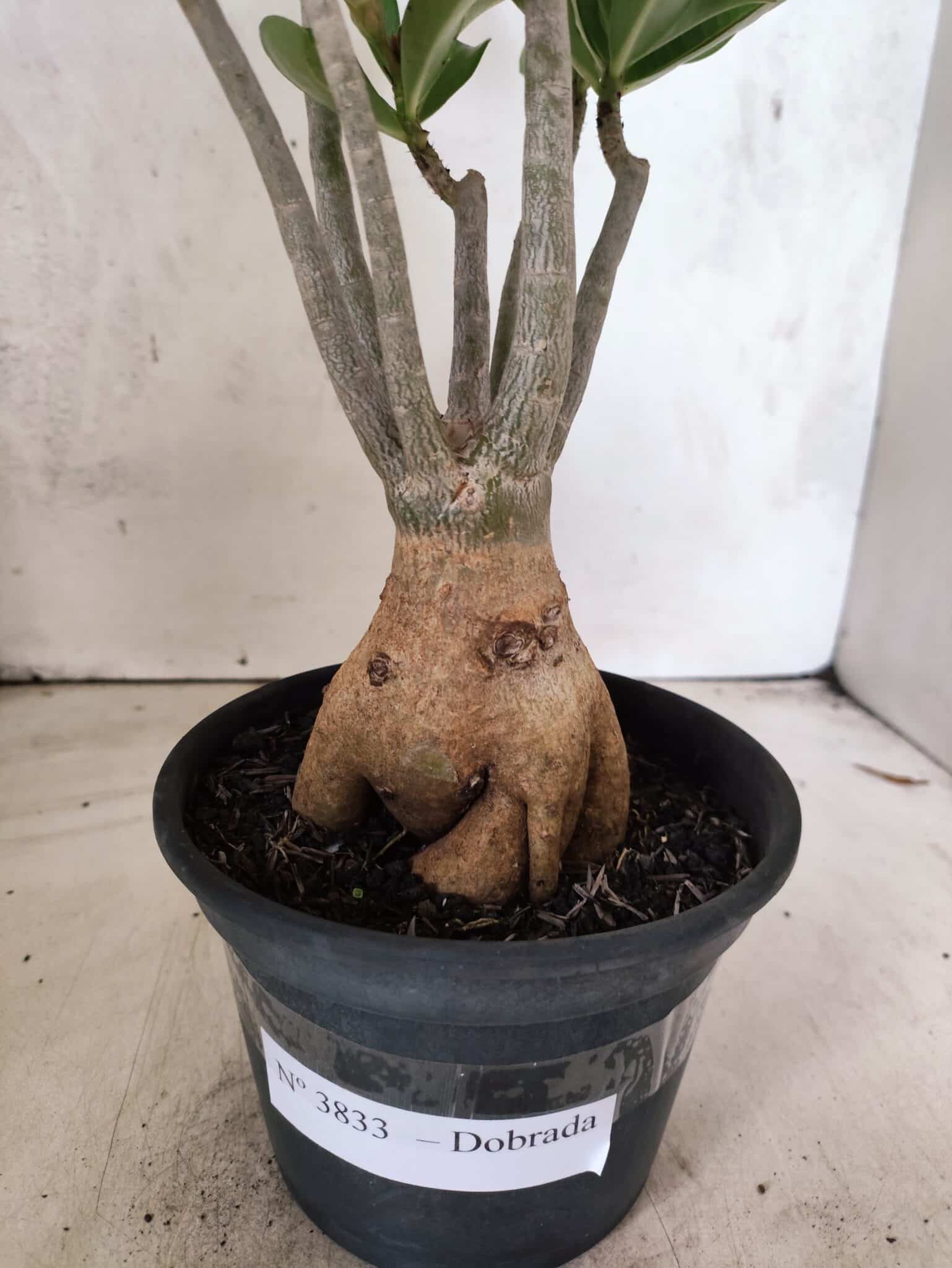 Planta Dobrada 3833 – 35cm – 03 anos - foto 8