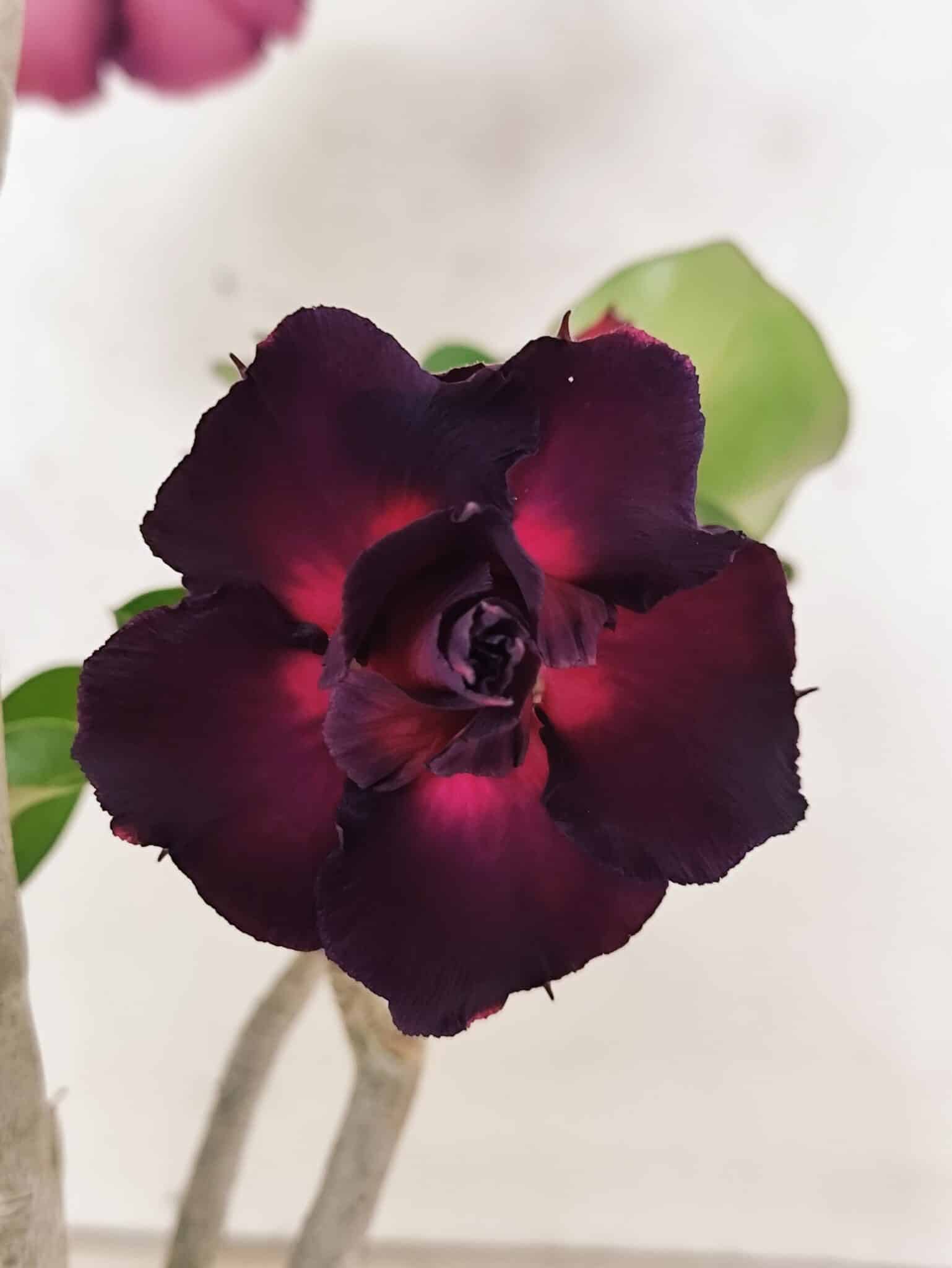 Planta Dobrada 3833 – 35cm – 03 anos - foto 4