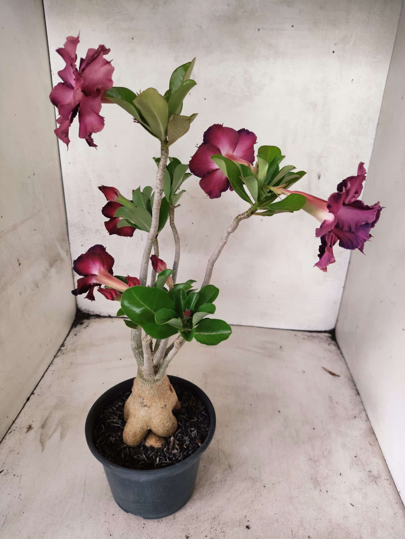 Planta Dobrada 3833 – 35cm – 03 anos - foto 7