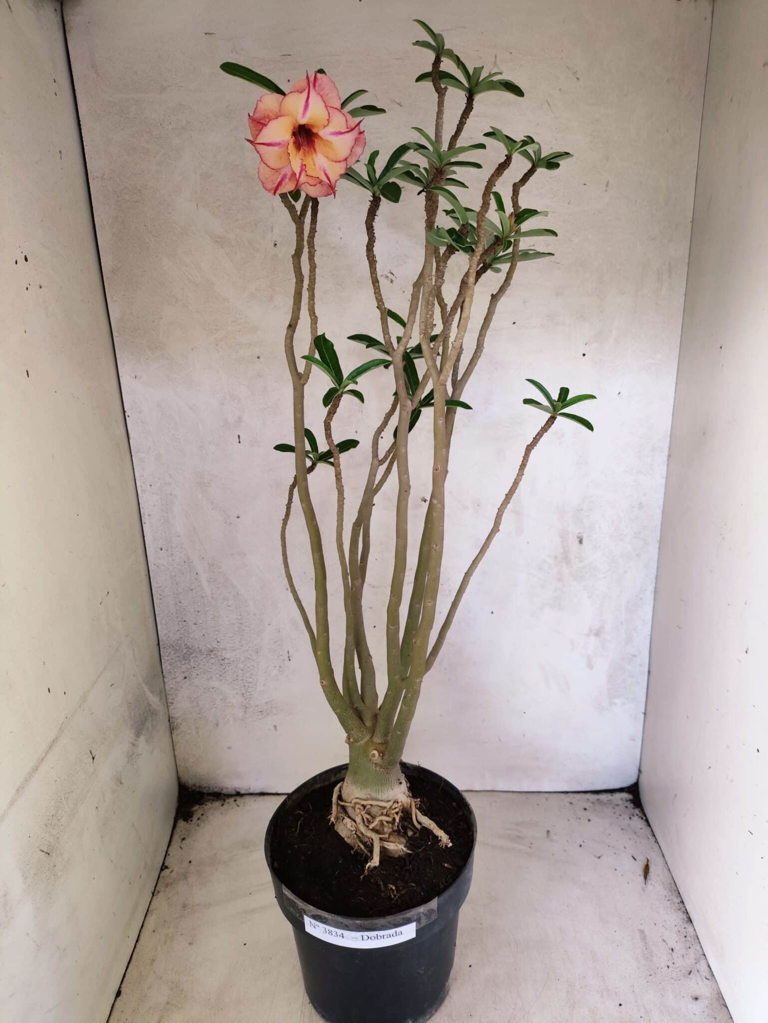 Planta Dobrada 3834 – 50cm – 04 anos - foto 2