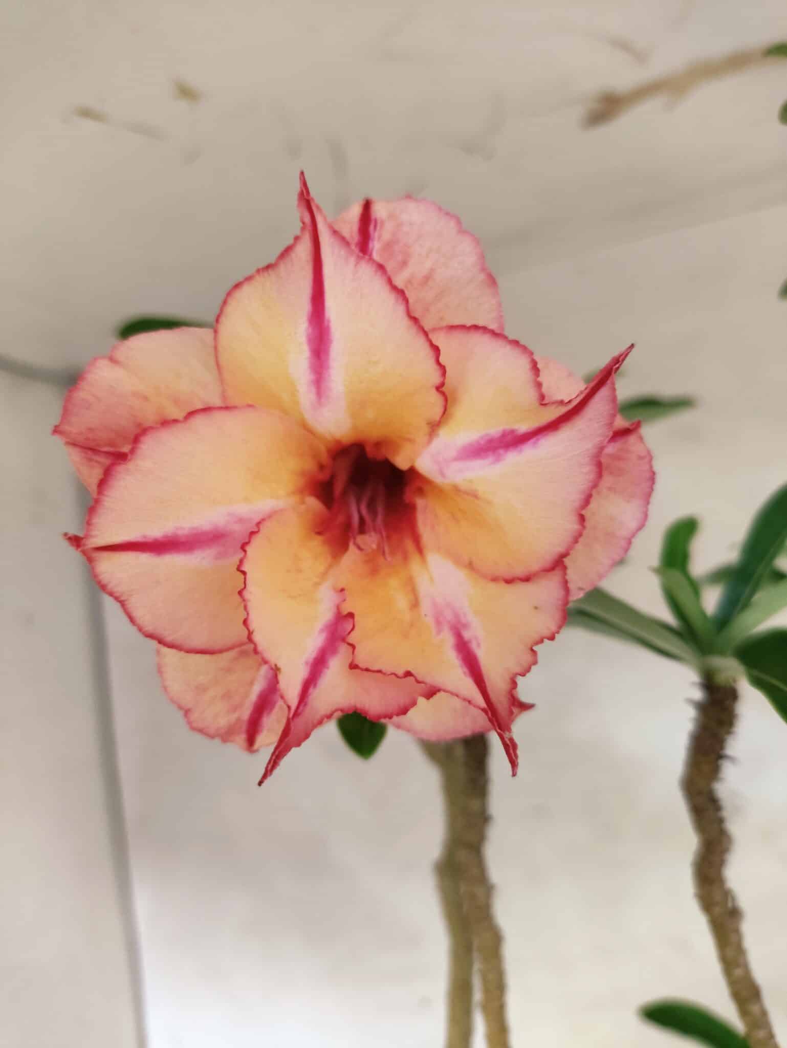 Planta Dobrada 3834 – 50cm – 04 anos - foto 6