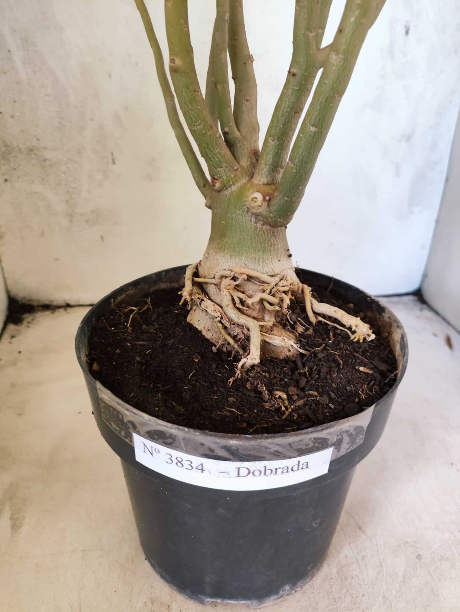 Planta Dobrada 3834 – 50cm – 04 anos - foto 5